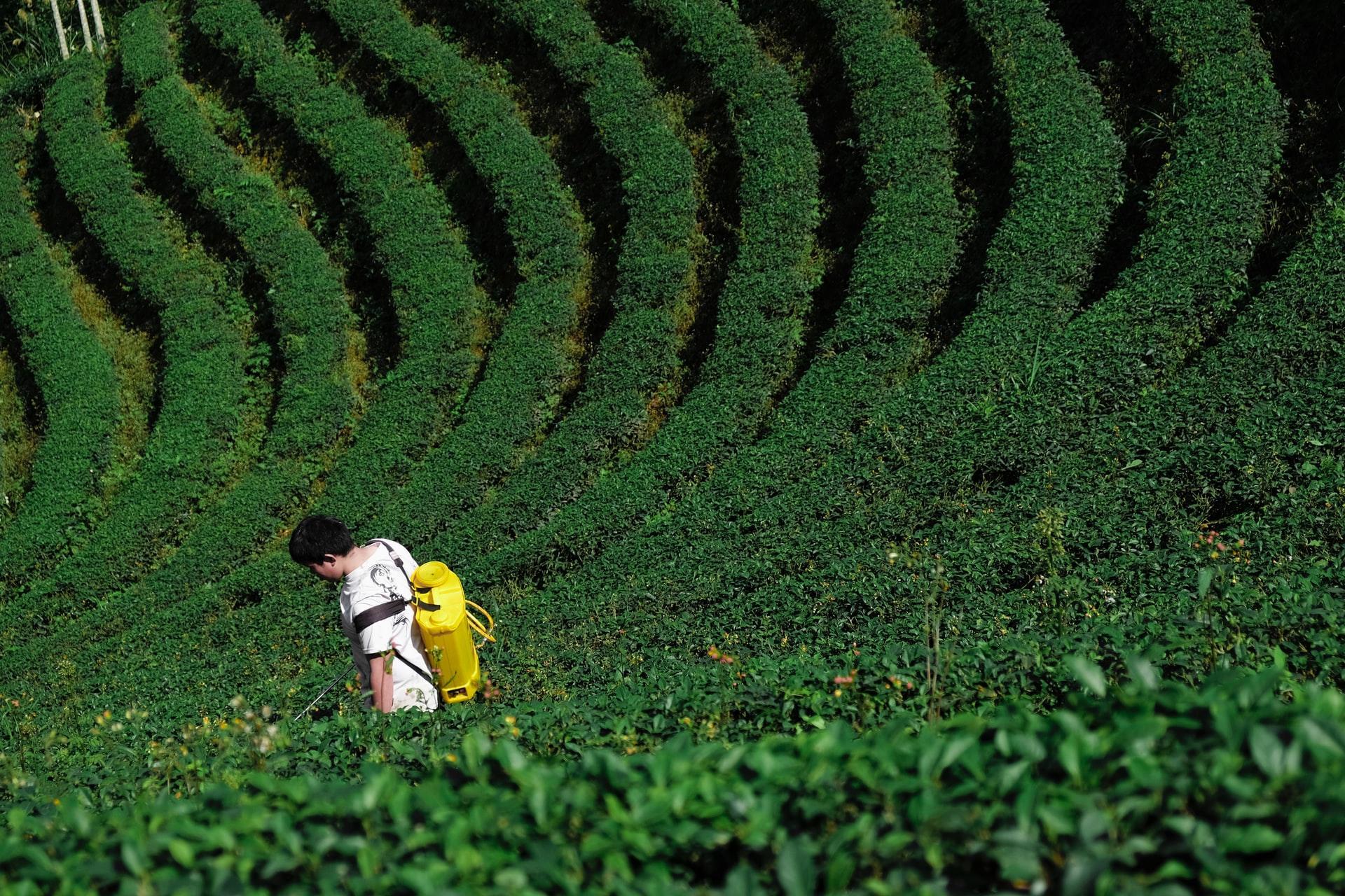 Il tè viene utilizzato anche a scopo curativo in Cina