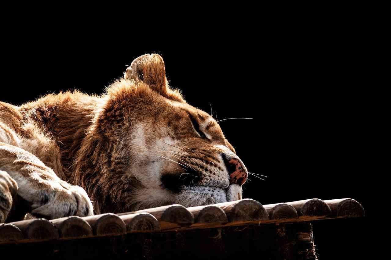 Un sonno scarso o interrotto non può darti alcun beneficio, né alcun ristoro.