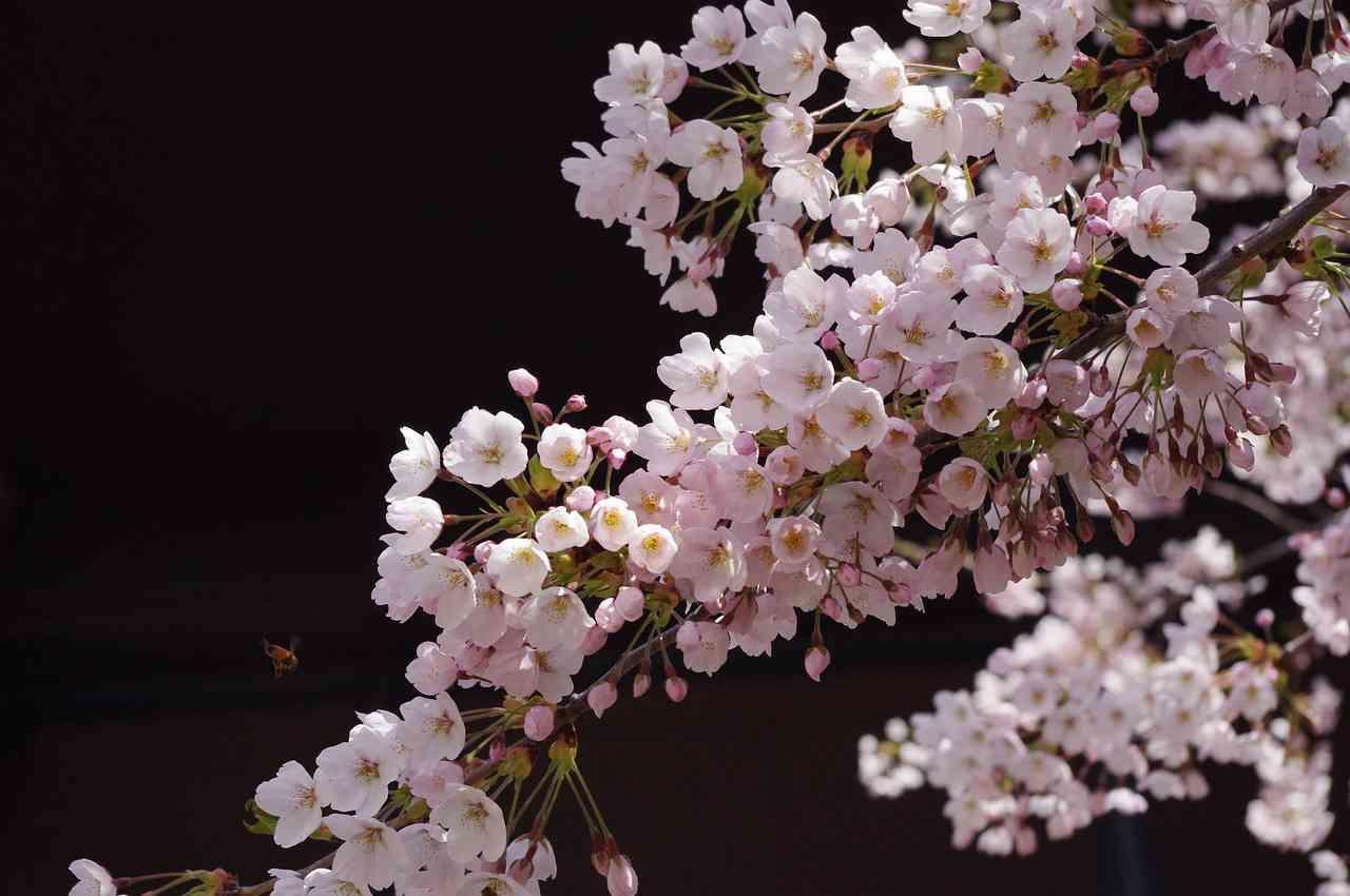 La festa dei ciliegi e dei mandorli in fiore è diffusa in tutto il Paese.