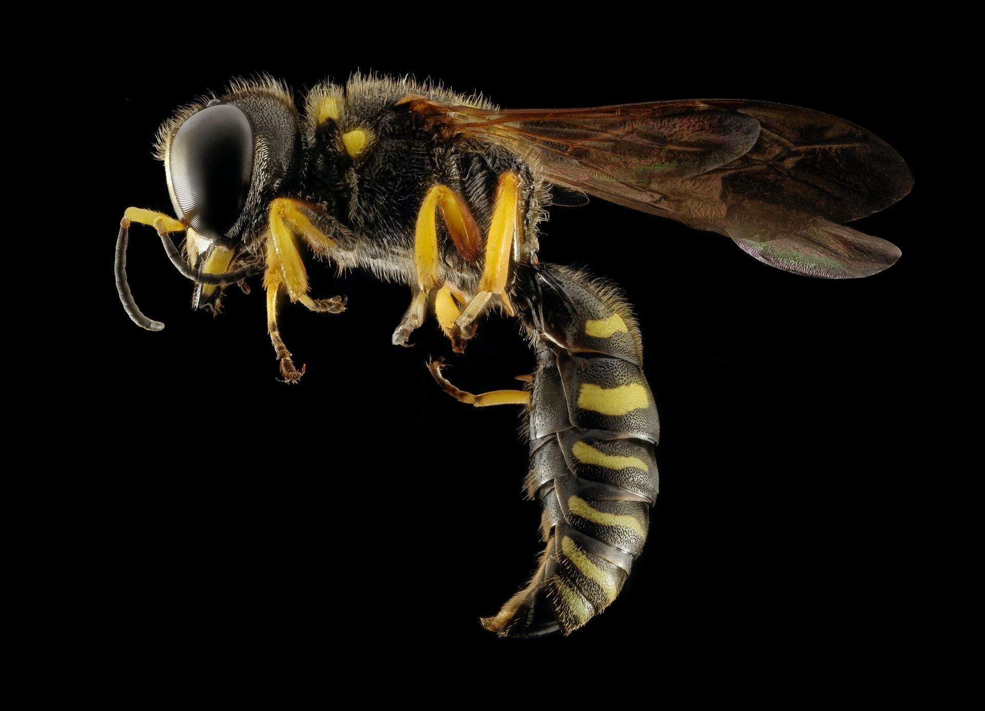 Sapevi che il veleno delle api possiede una struttura chimica molto diversa da quello delle vespe?