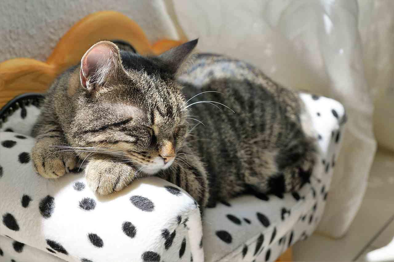 Abbiamo molto da imparare dagli animali, noi uomini.