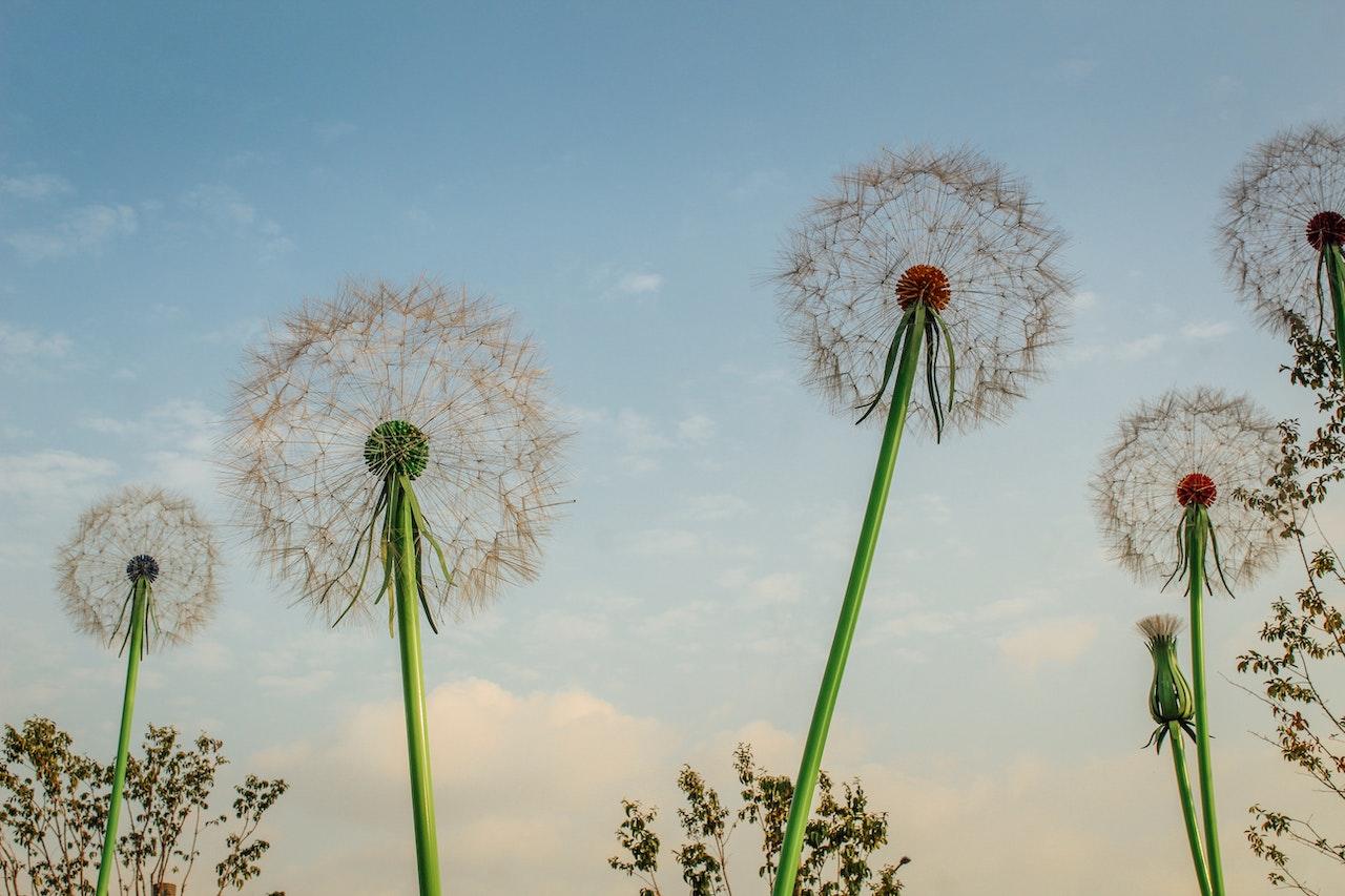 Vuoi scoprire i classici della poesia coreana? Trova un insegnante di coreano oggi stesso.