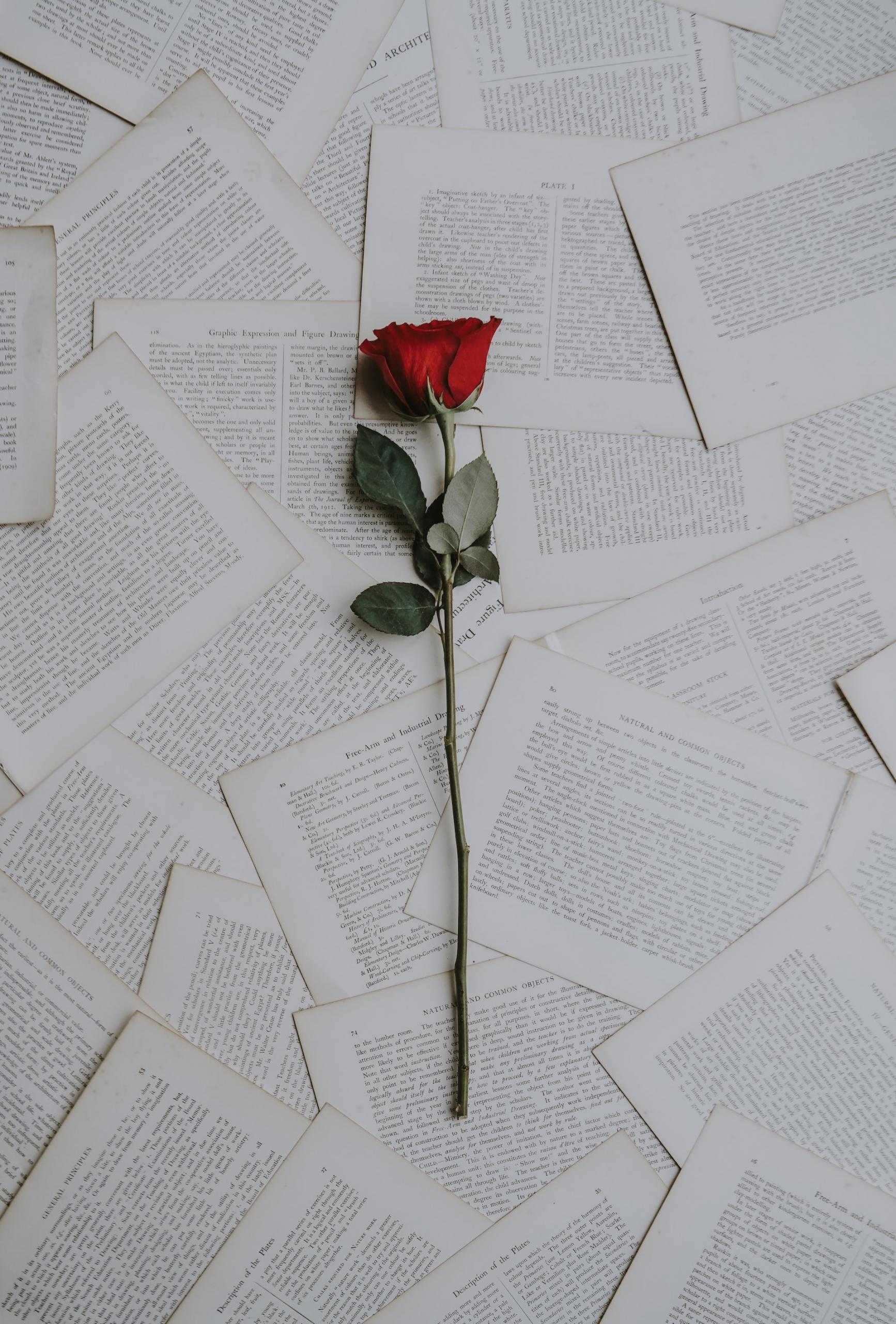 Pagine di libri accatastate con una rosa rossa appogiata sopra