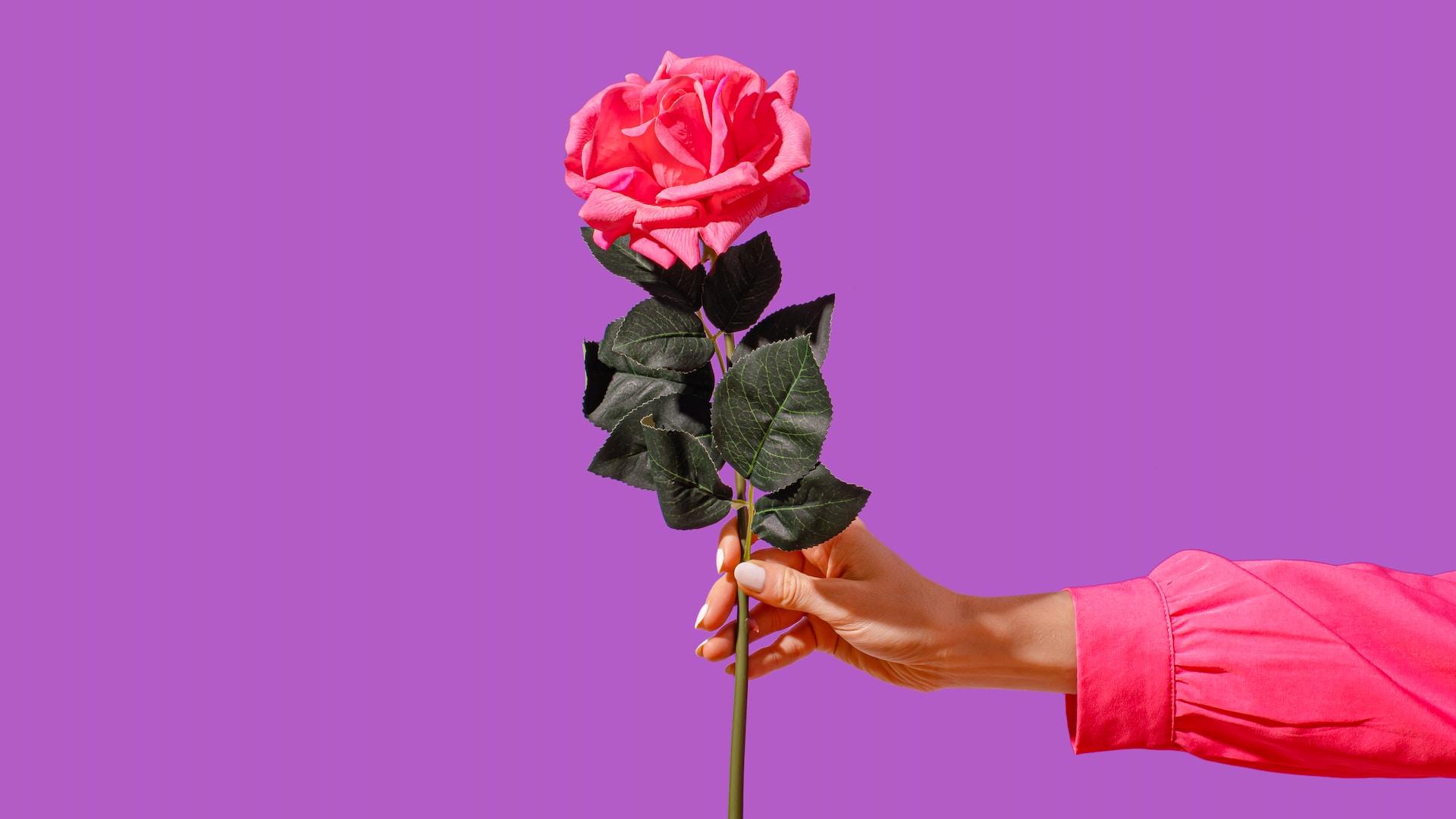 Mano che porge una rosa 