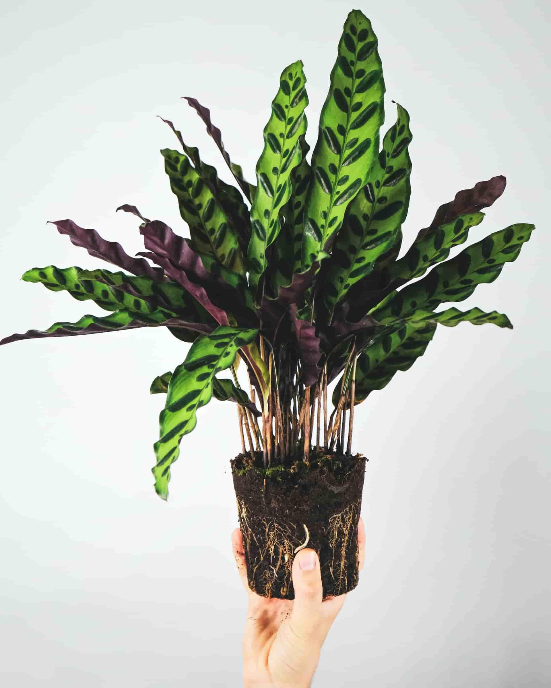 La calathea è una pianta da interno elegante e facile da coltivare in casa.