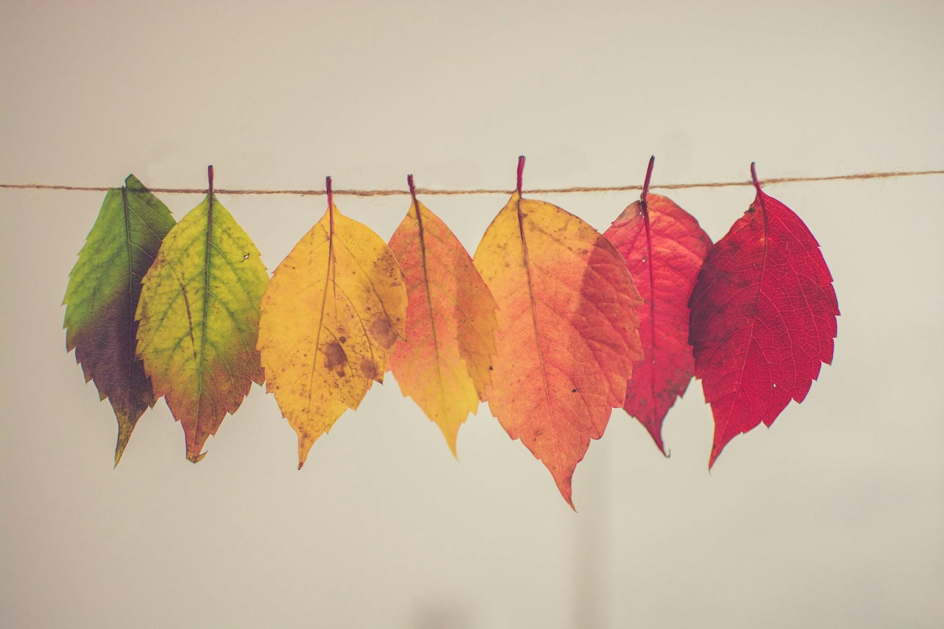 Foglie dai colori autunnali appese a un filo