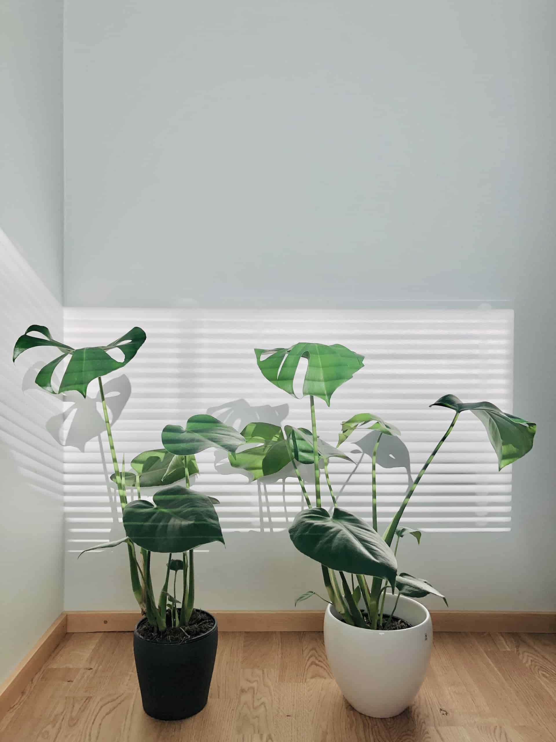 Monstera, pothos o aloe vera sono le piante da interno che puoi coltivare anche se hai il pollice nero.