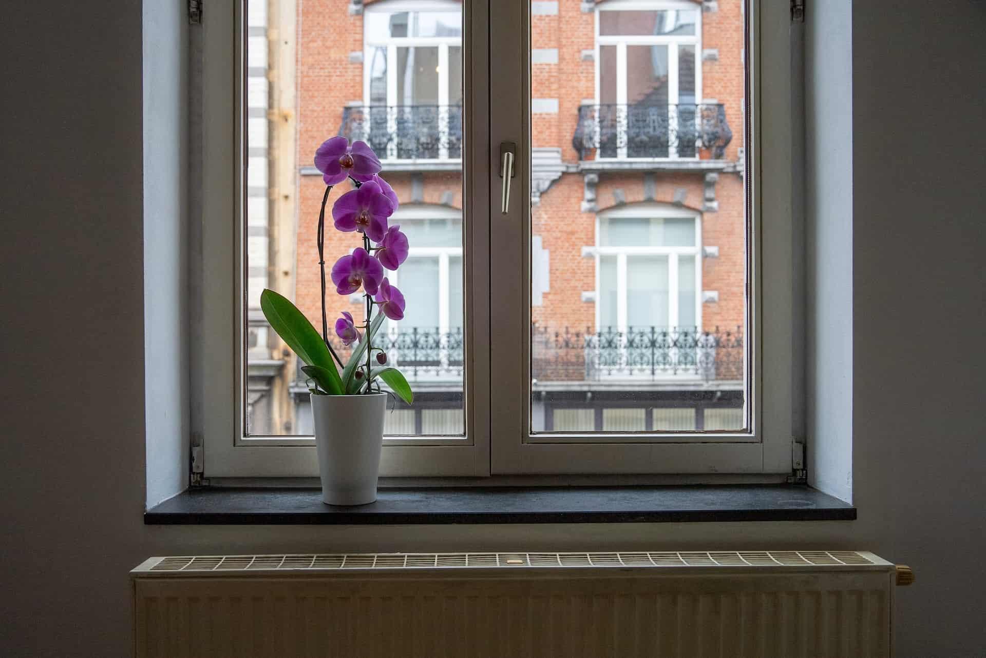 Per rendere gli ambienti eleganti puoi decorarli con un'orchidea.