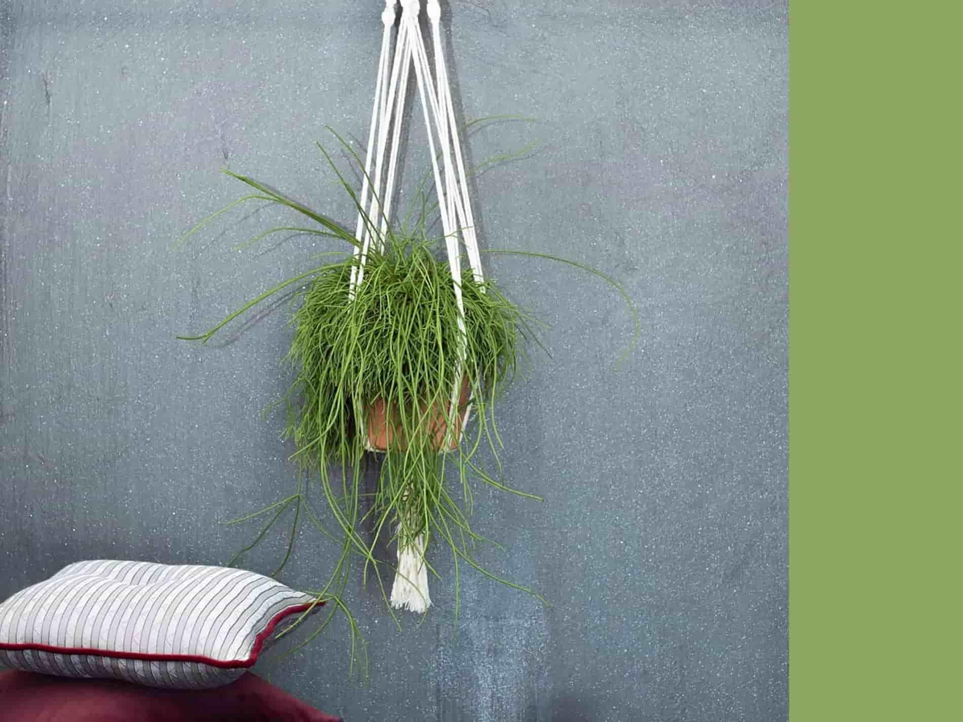 Le piante da interno ricadenti sono l'ideale per decorare le mensole.