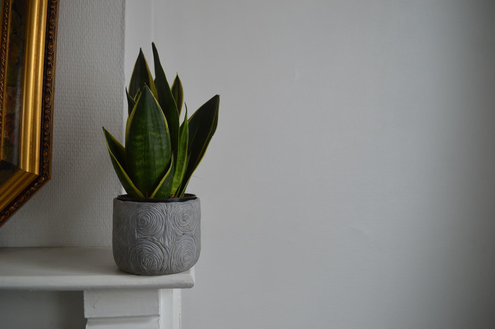 Scegli la sansevieria come pianta da interno facile da coltivare e purificatrice dell'aria.