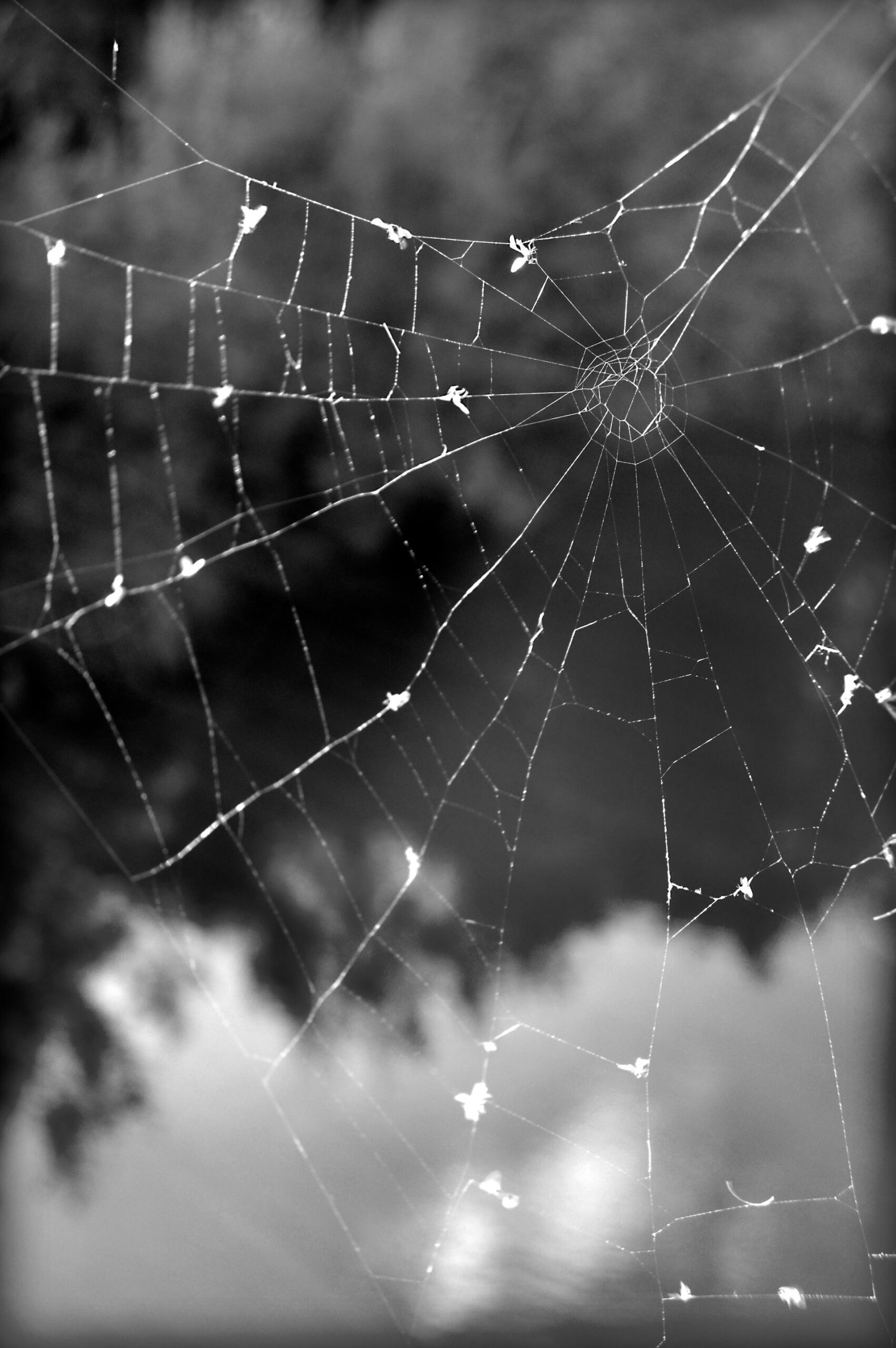 vedova nera halloween: semplice e veloce