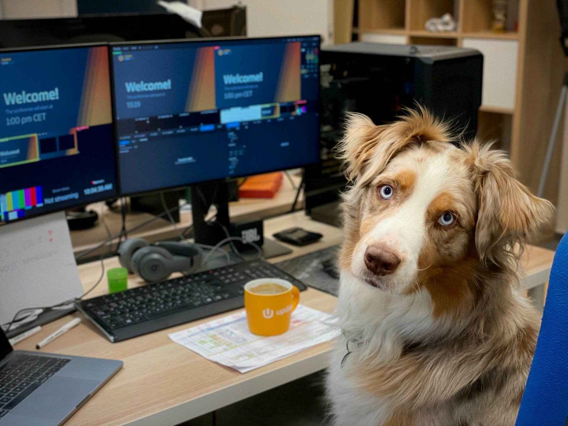 Un cane seduto davanti a una postazione d'ufficio, a simboleggiare che tutti possono imparare a usare excel. 