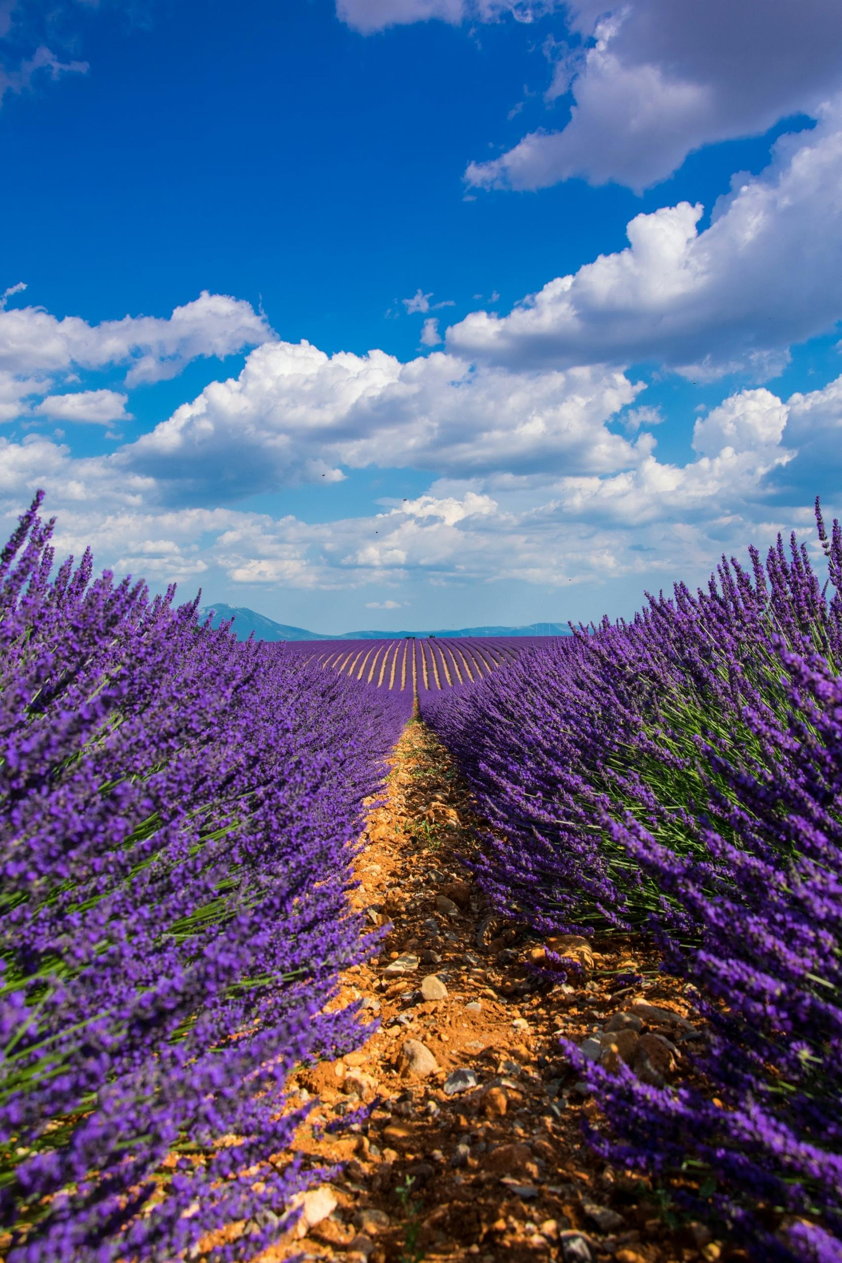 scopri il romanticismo in Provenza 