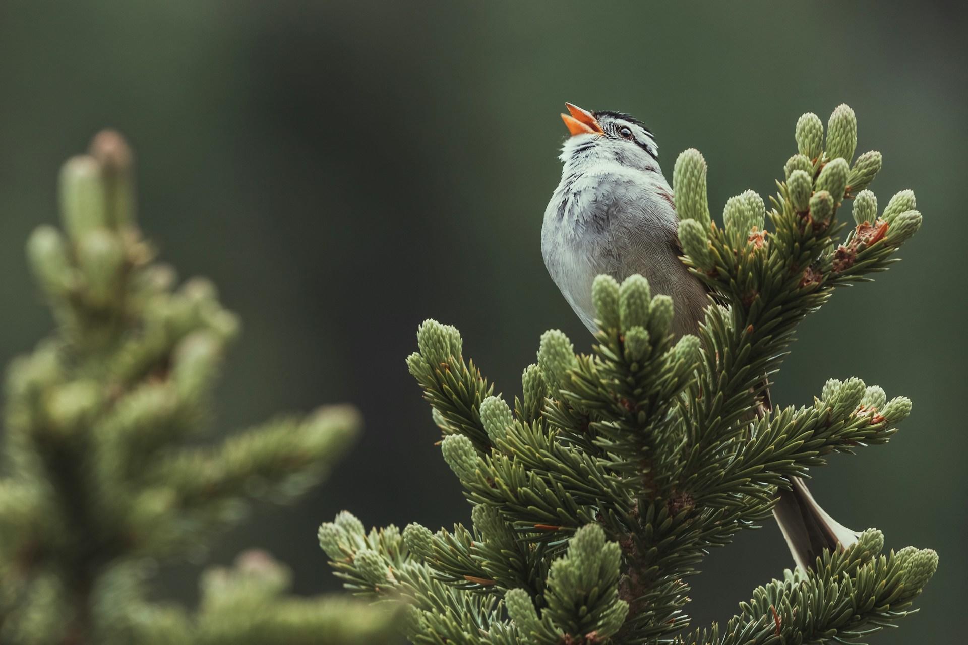 Usignolo che canta su un albero. 