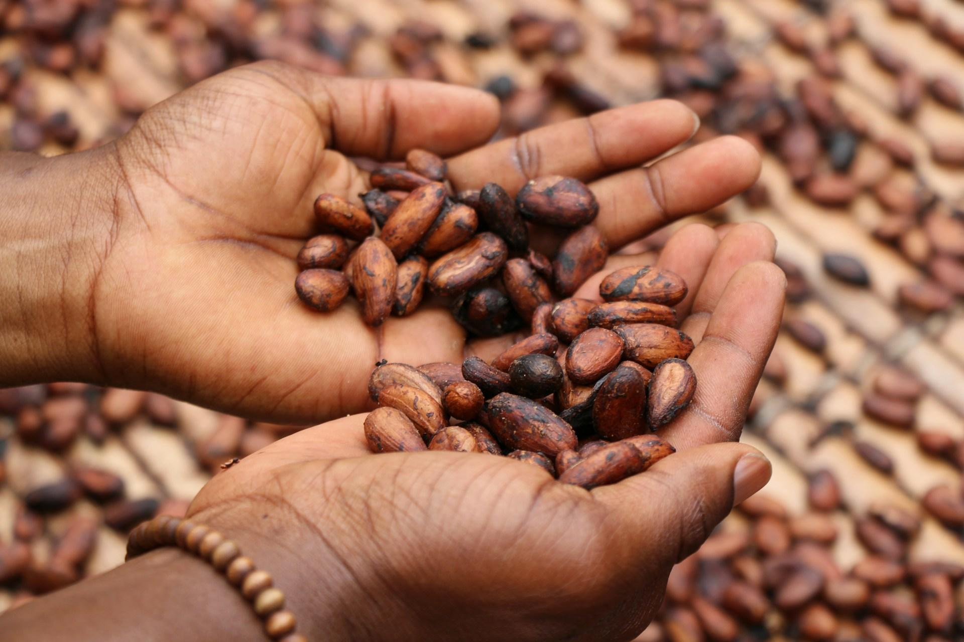 Le fave di cacao sono l'ingrediente principale dell cioccolata.