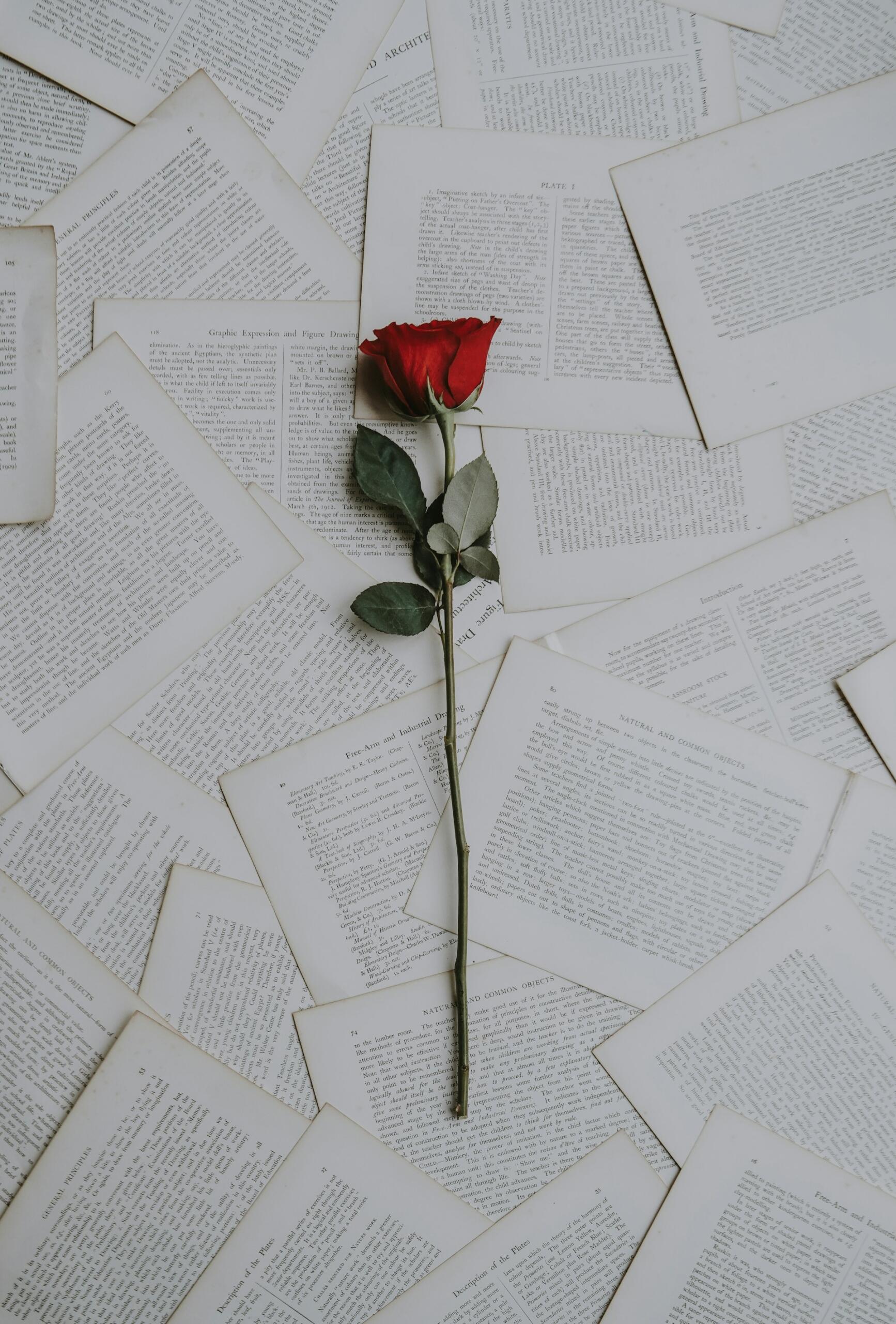 rosa rossa appoggiata su pagine di libro