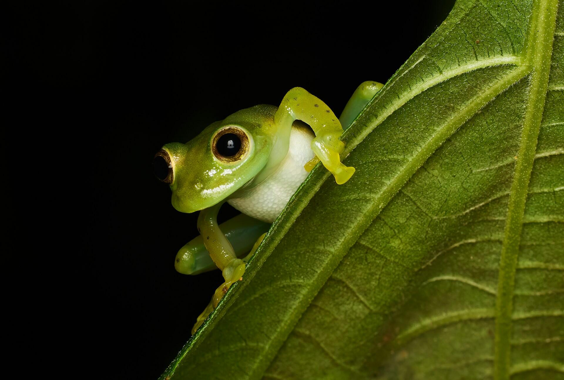 Una rana verde posata su una foglia.