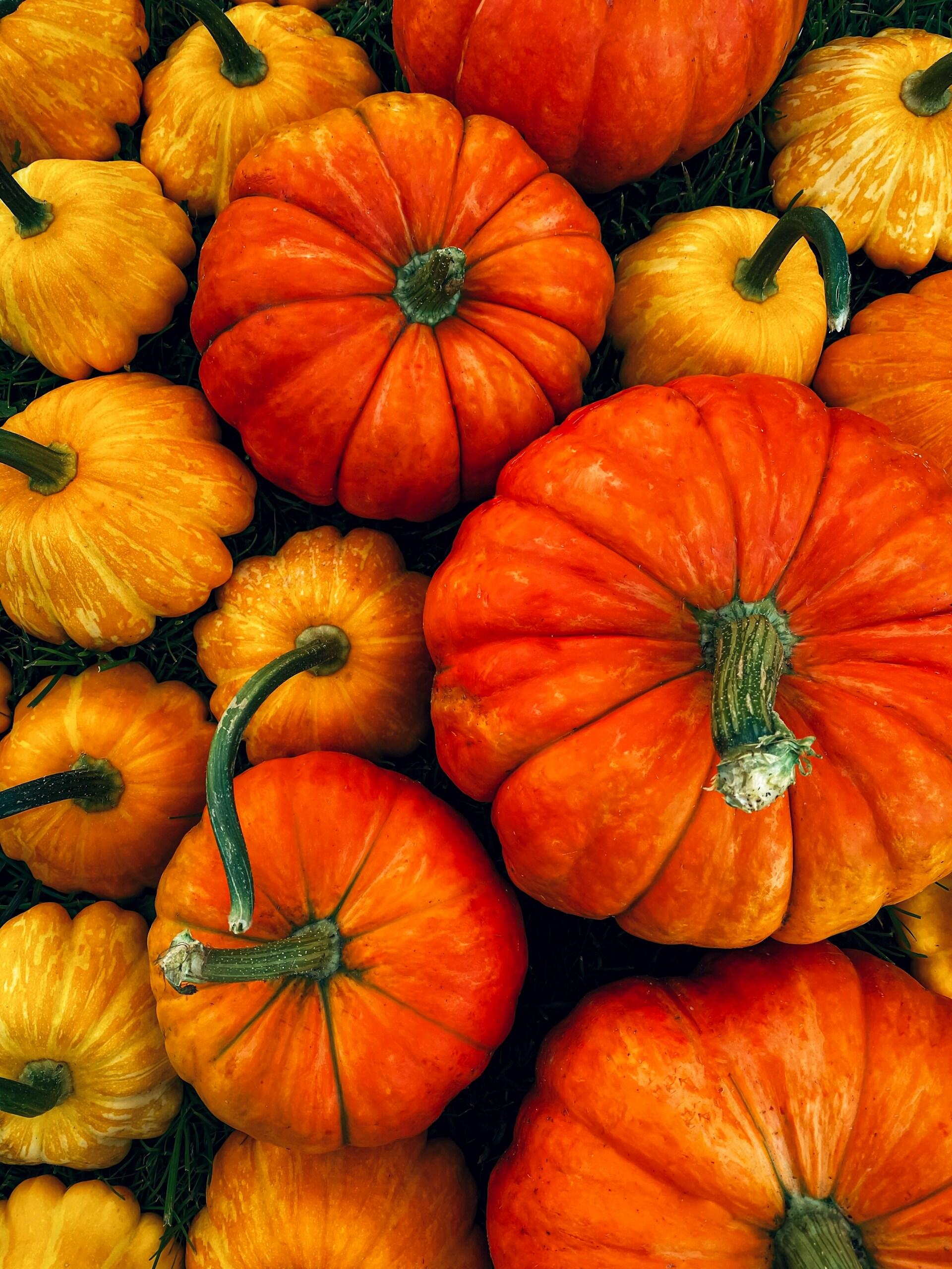 Zucca autunno