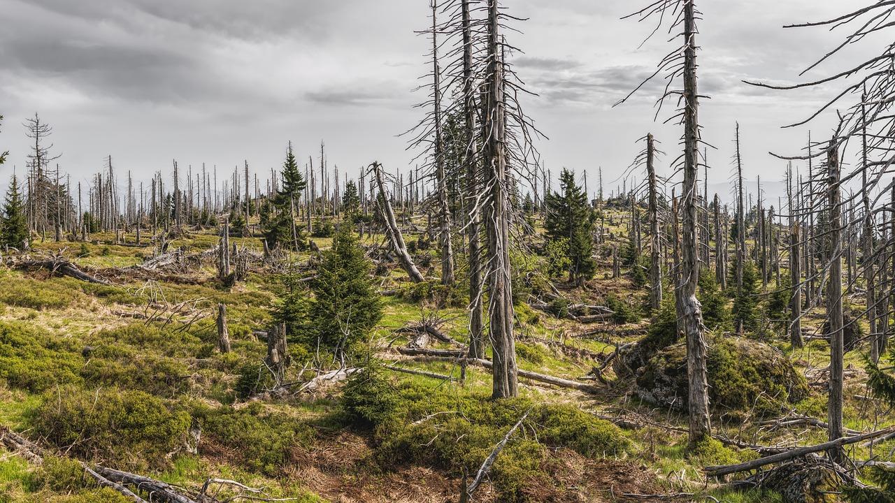 Uno dei paesaggi che vedrai se percorrerai un itinerario nella foresta bavarese.