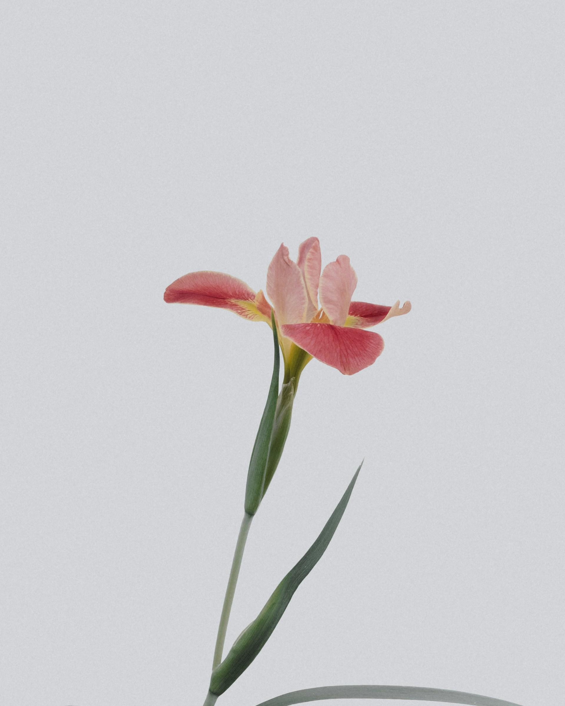 La efe si pronuncia come in fiore