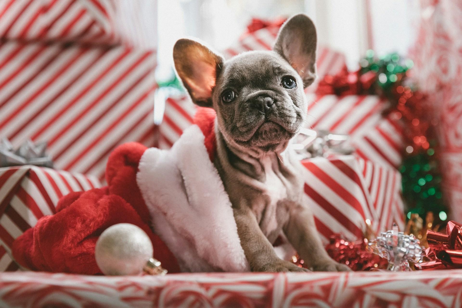 Carlino pronto per le Feste