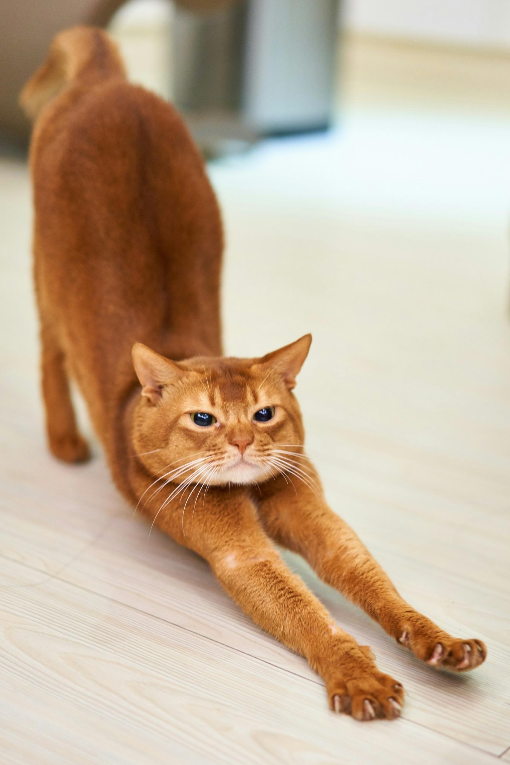 Gatto che fa stretching