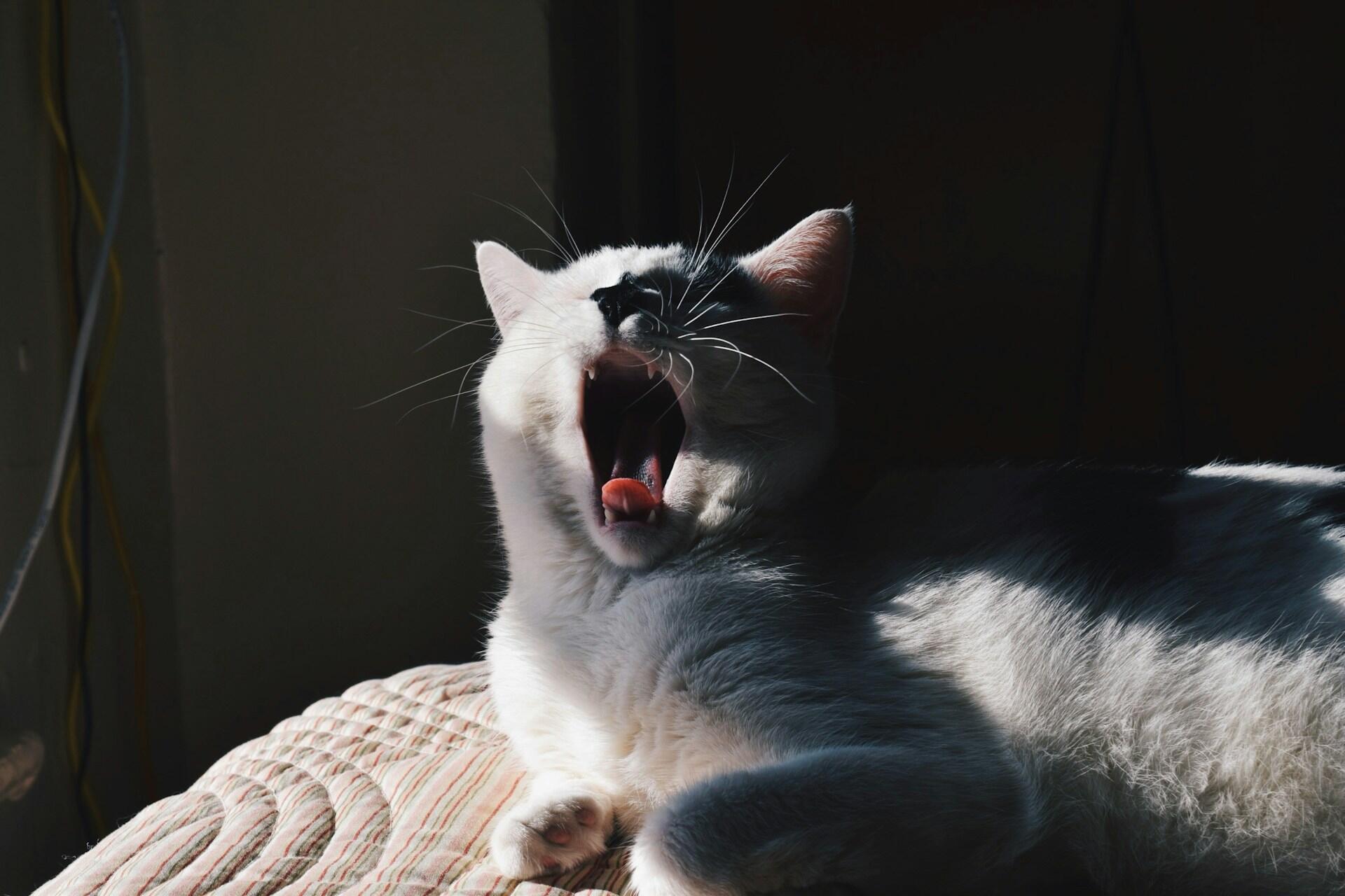 Gatto che sbadiglia
