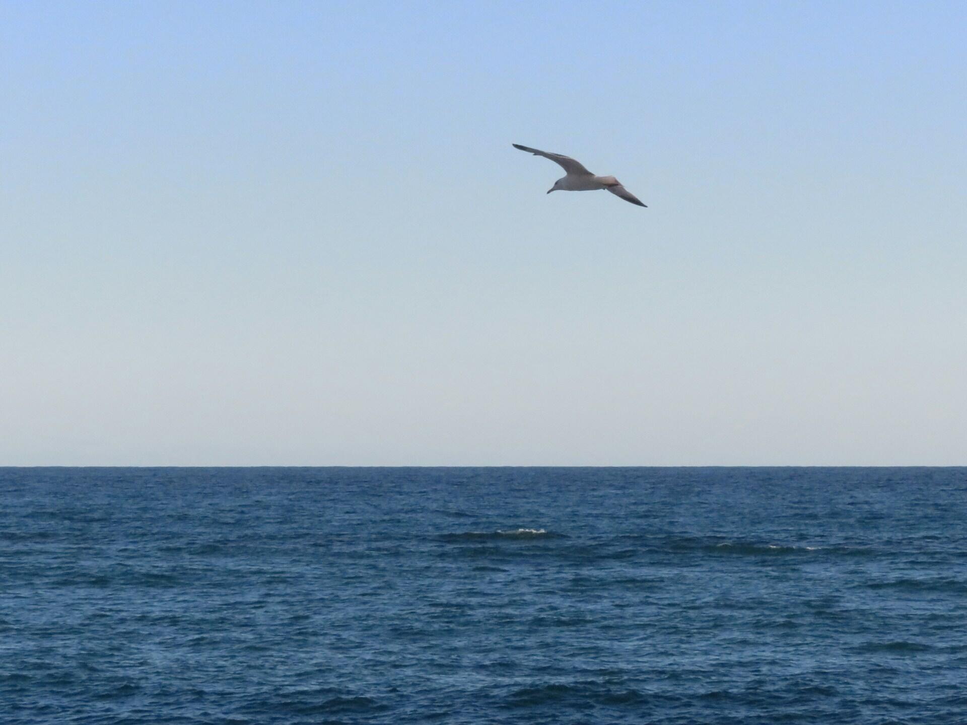 Un gabbiano sorvola il mare davanti a Sanremo. 