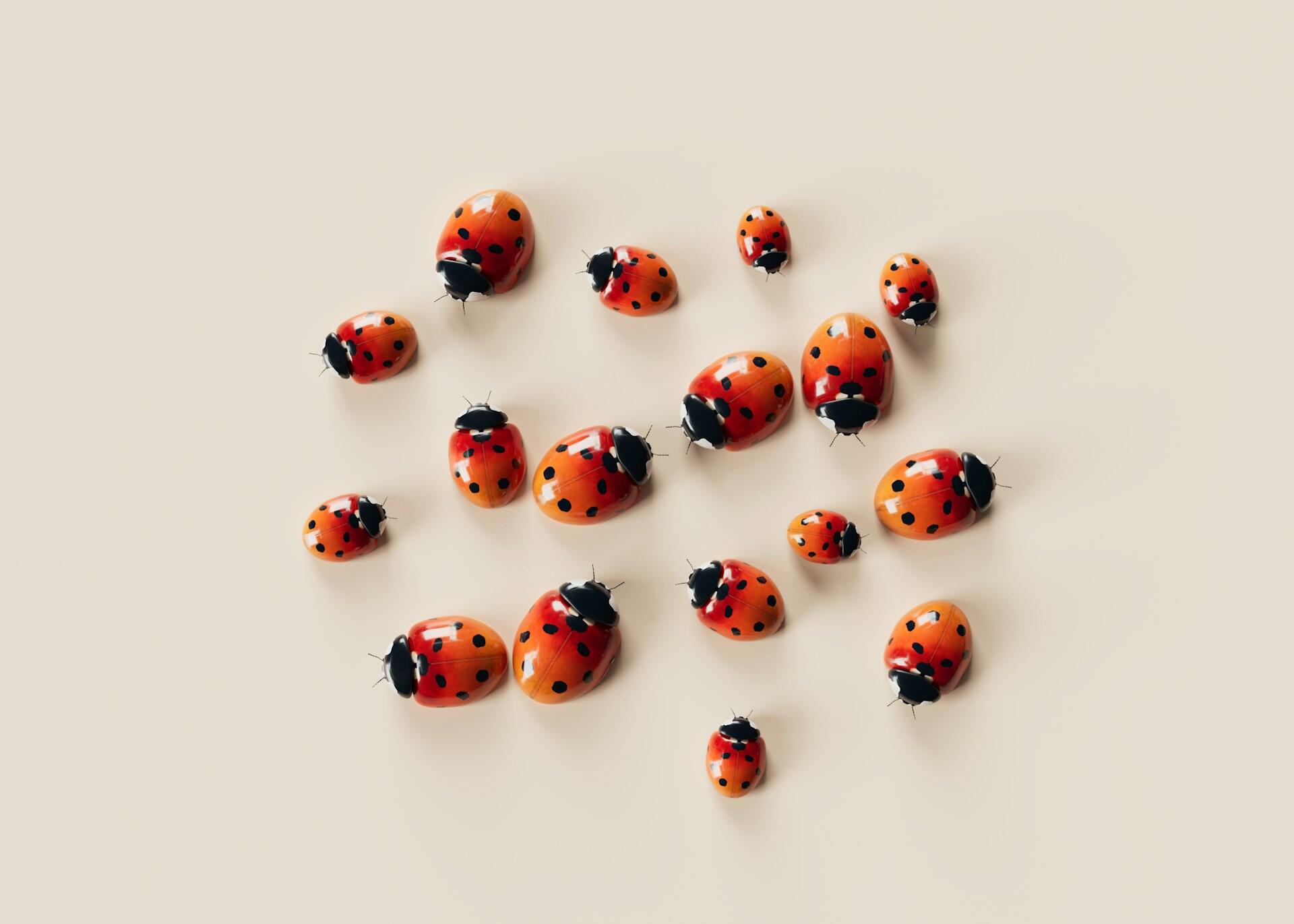 Un gruppo di coccinelle, simbolo di primavera. 