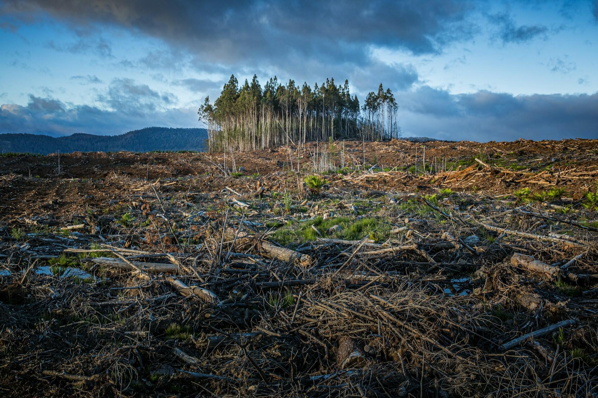 Alberi di una foresta tagliati dall'uomo