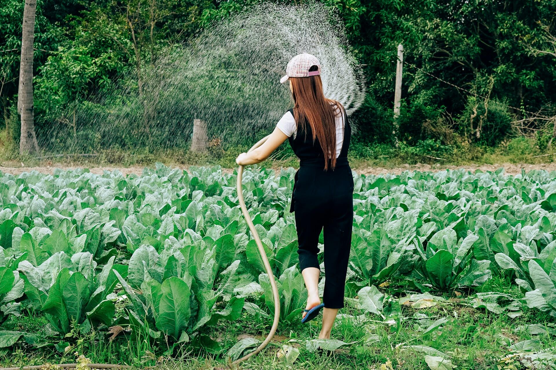 ragazze di schiena che irriga orto