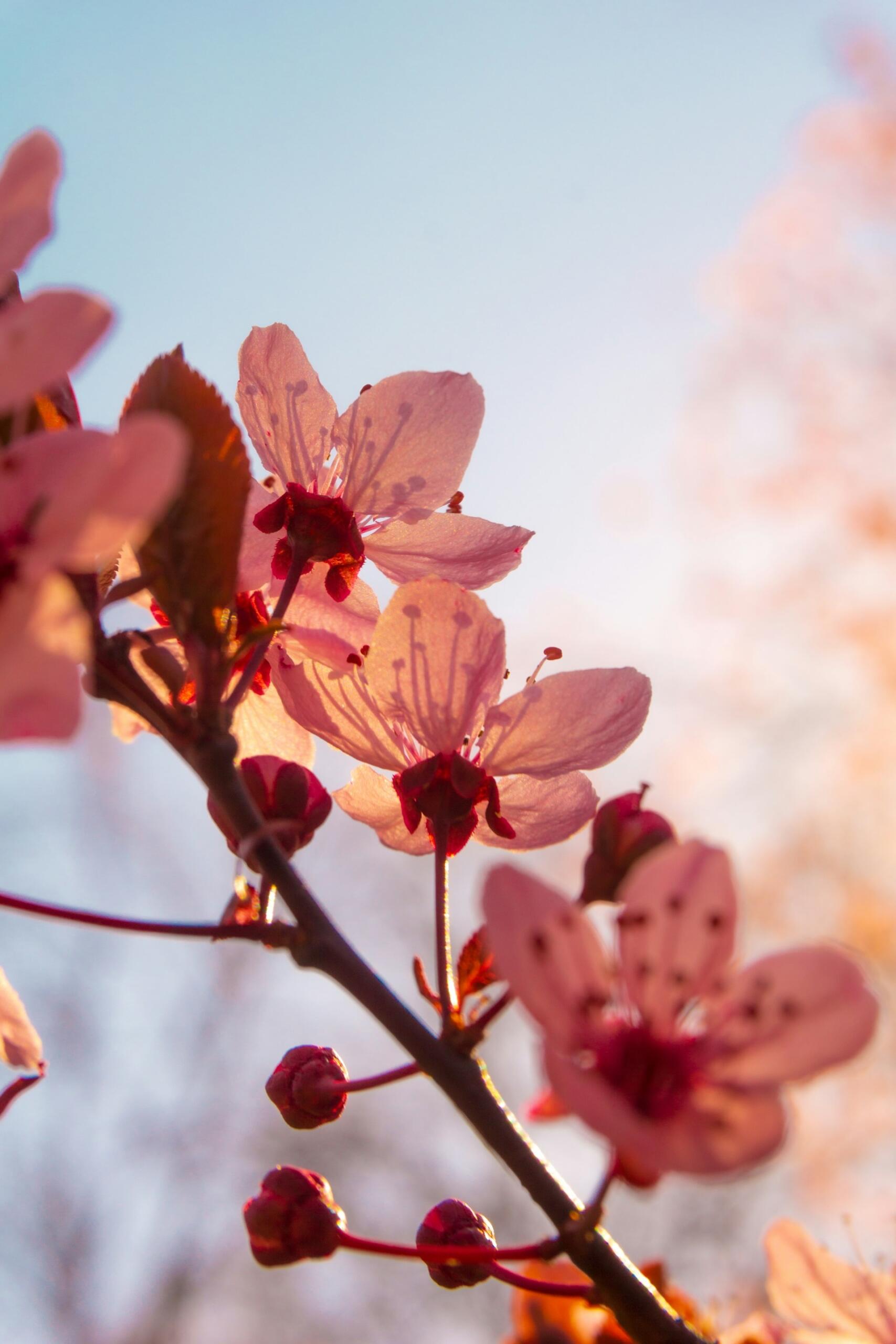 primavera che sboccia