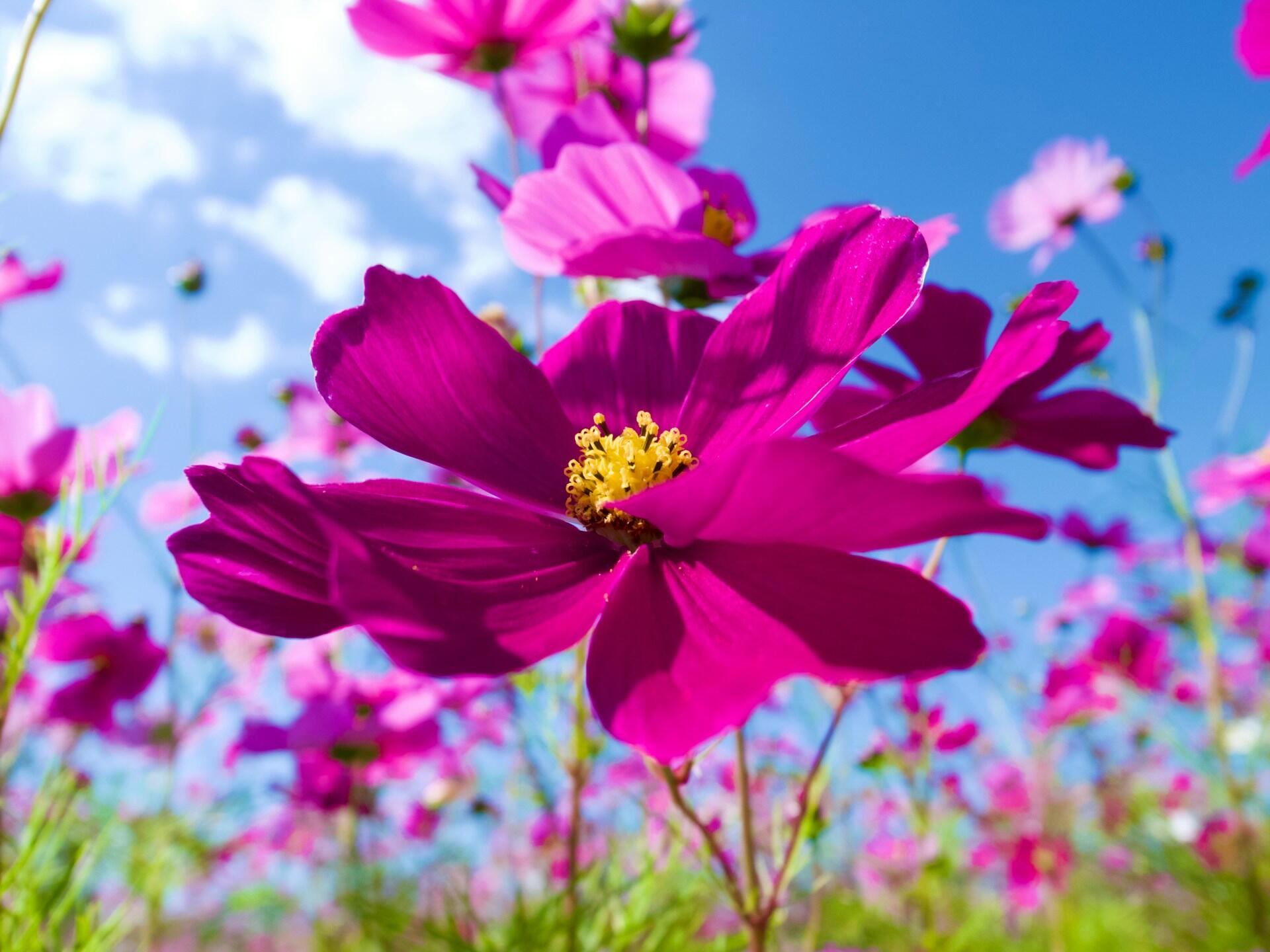 Fiore sbocciato