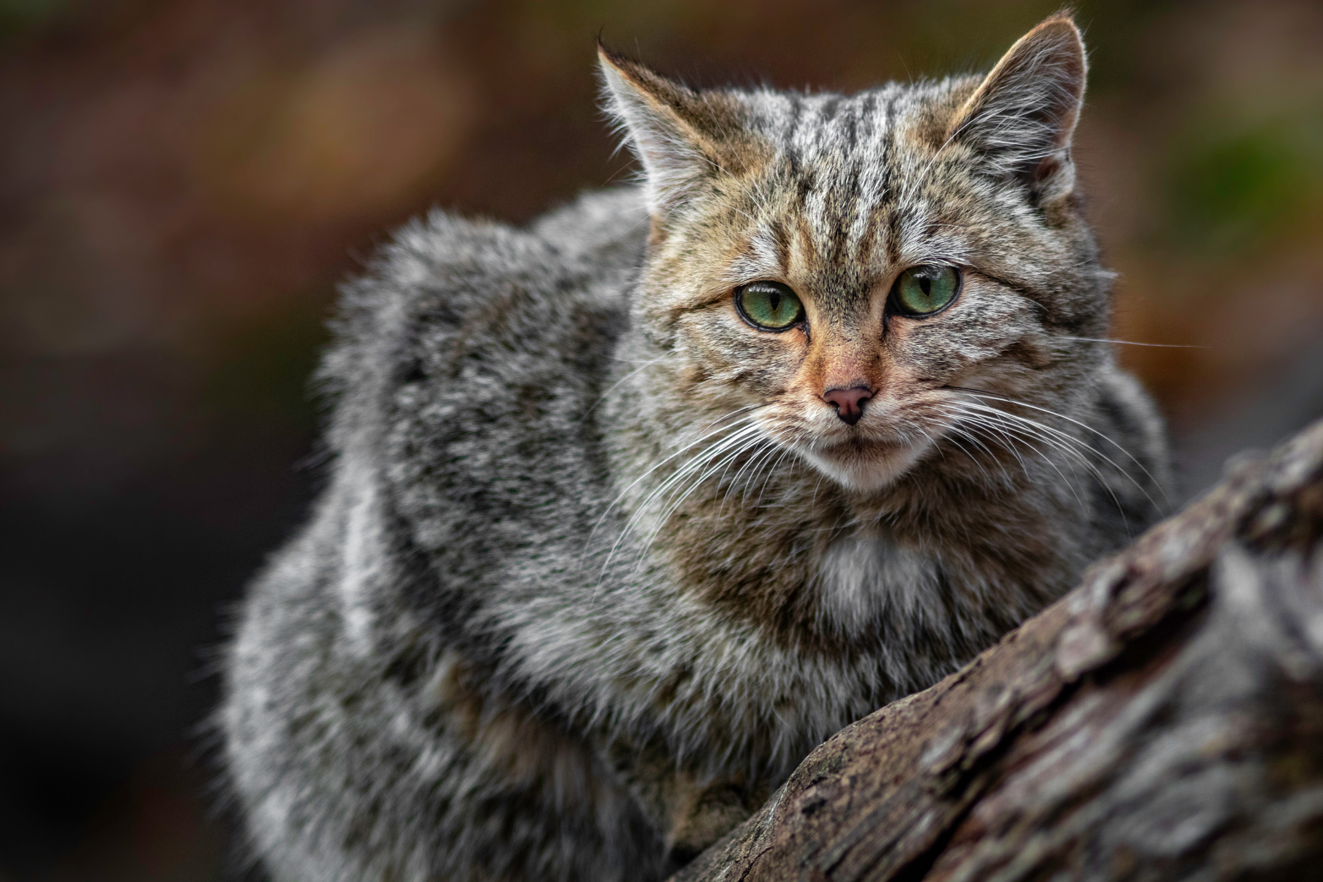 Un gatto selvatico osserva qualcosa appoggiato sul tronco di un albero. 