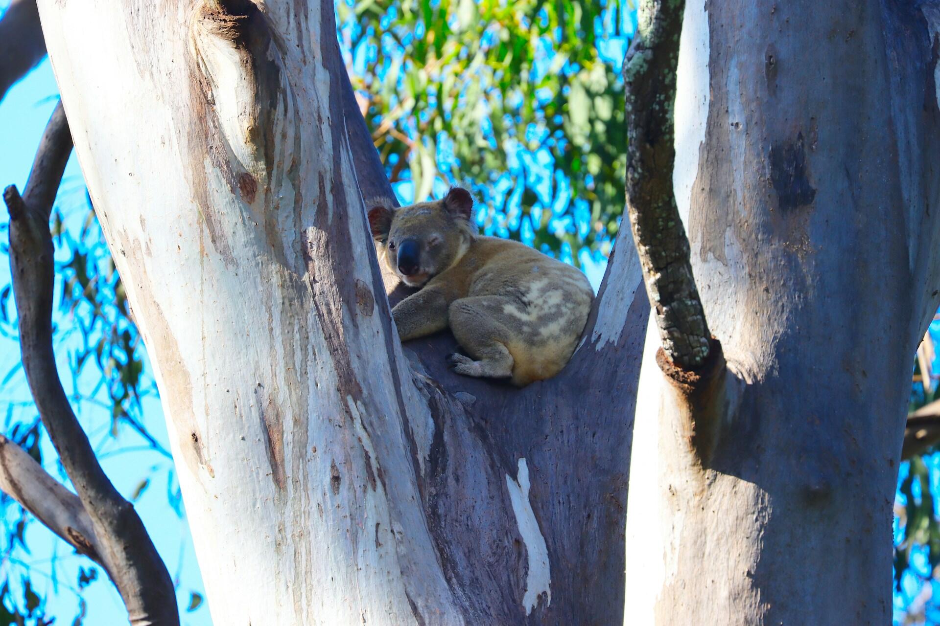 Icone naturali dell'Australia: i koala.