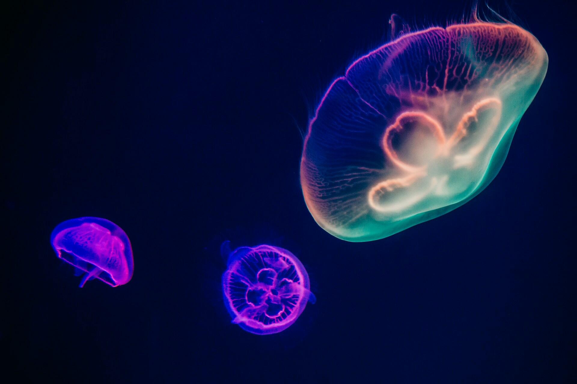 biologia marina