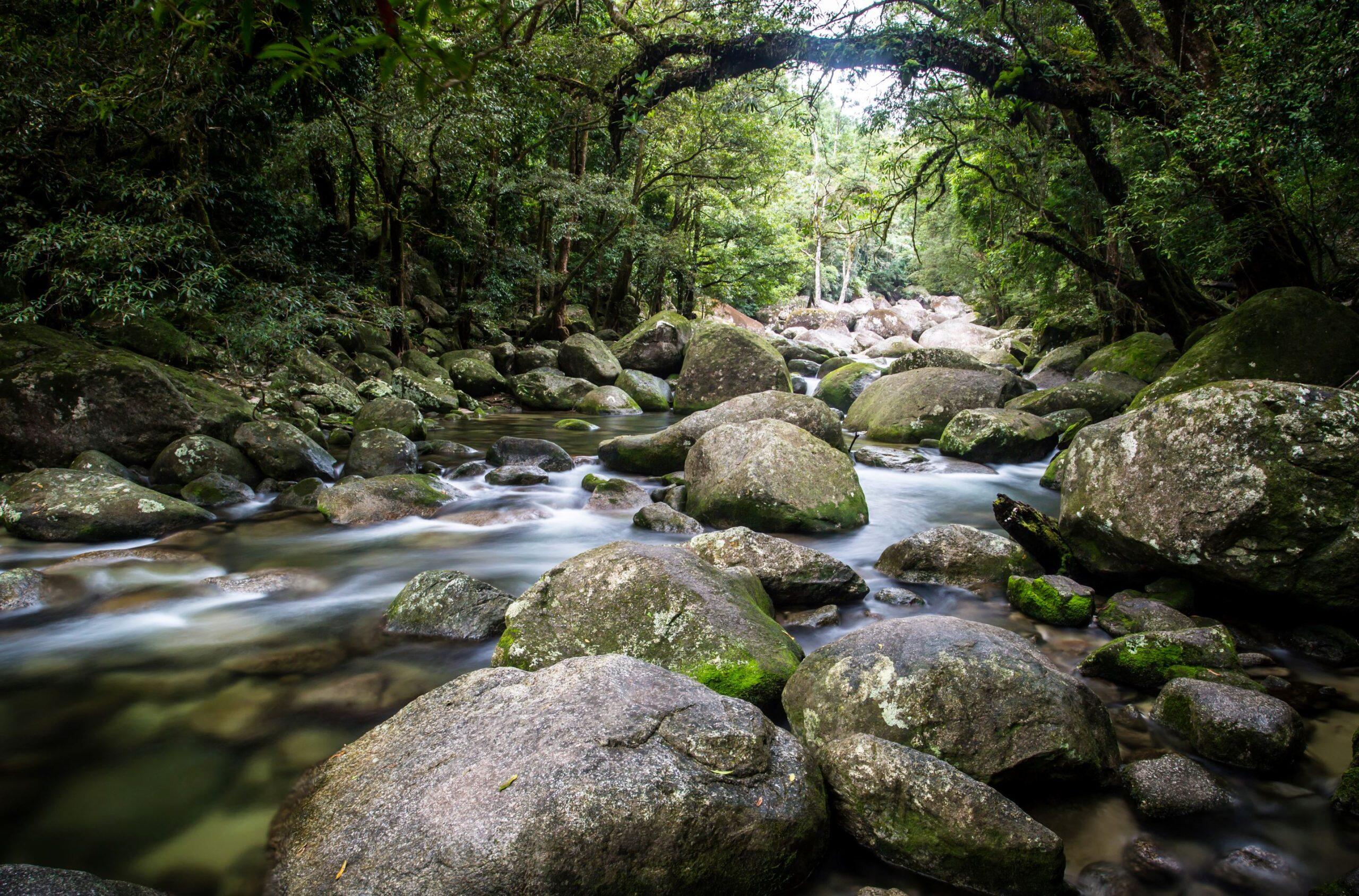 Le foreste pluviali dell'Australia.