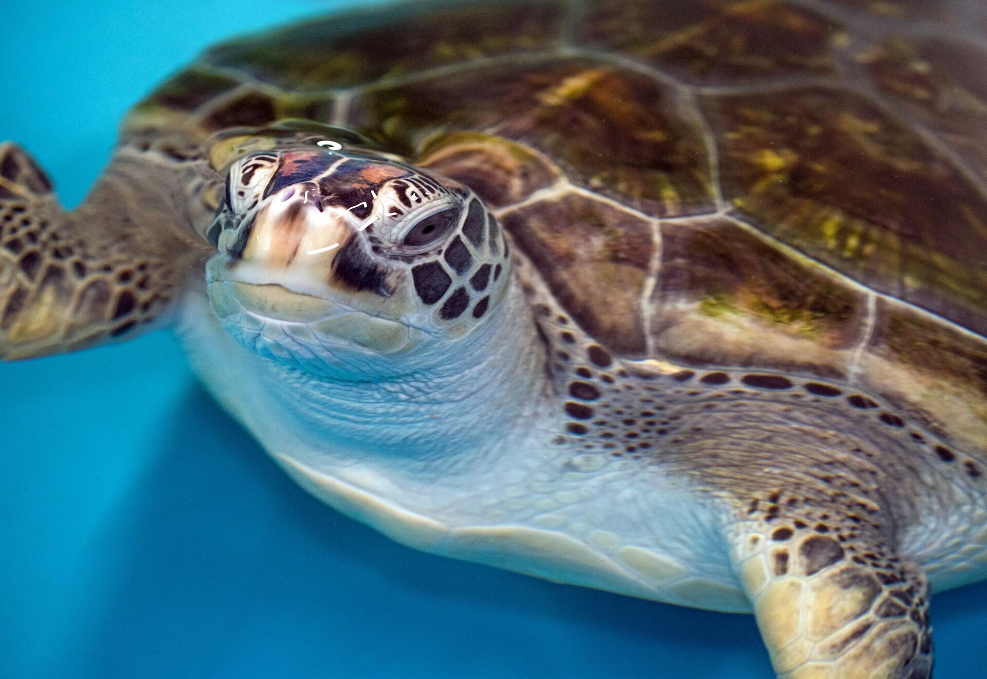 Gli animali più iconici del continente australiano.