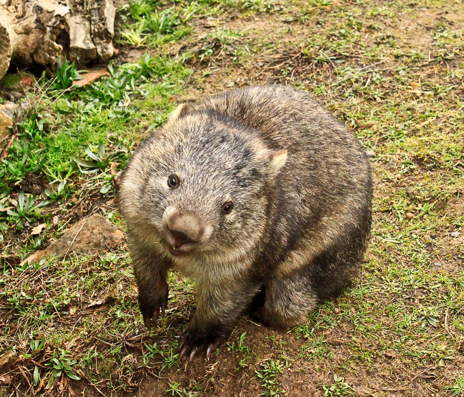 Il vombato, animale tipico della fauna australiana.