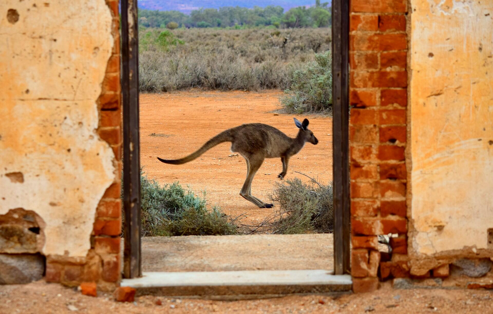 Gli animali più belli del continente australiano.
