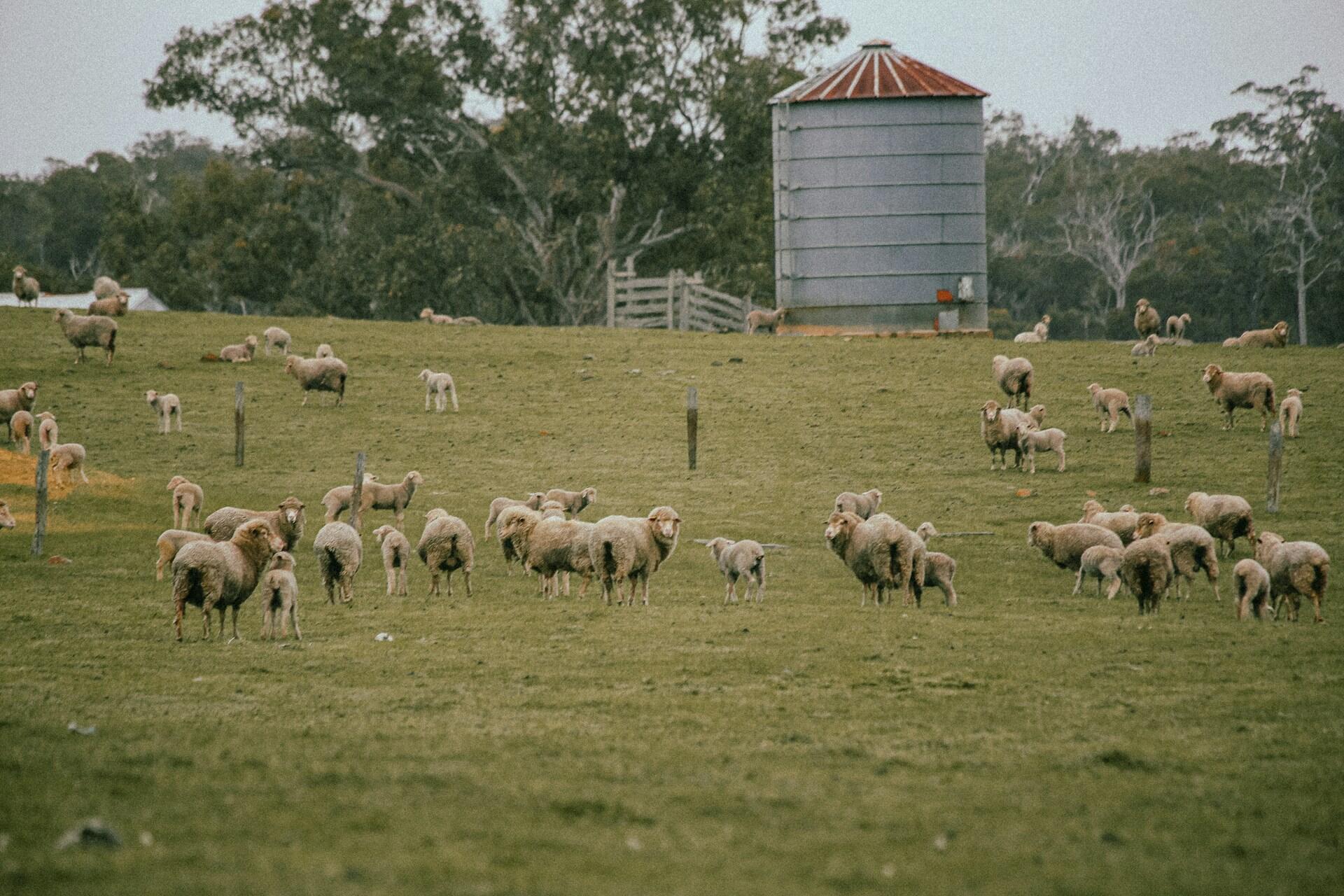 Individuare il visto adatto a noi per trasferirsi in Australia.