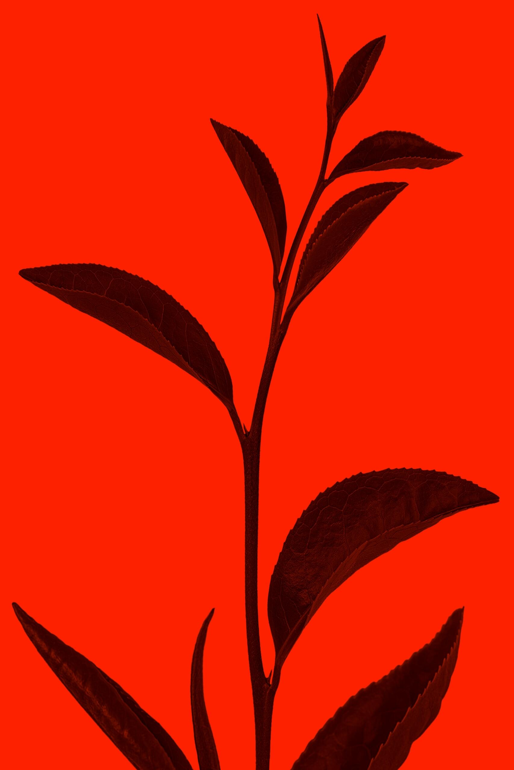 Pianta su sfondo rosso.