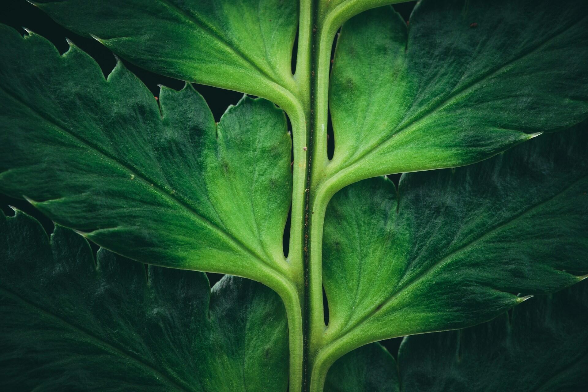 Dettaglio di una foglia verde che rappresenta il ruolo della biologia vegetale in agricoltura, fotosintesi e sostenibilità ambientale.