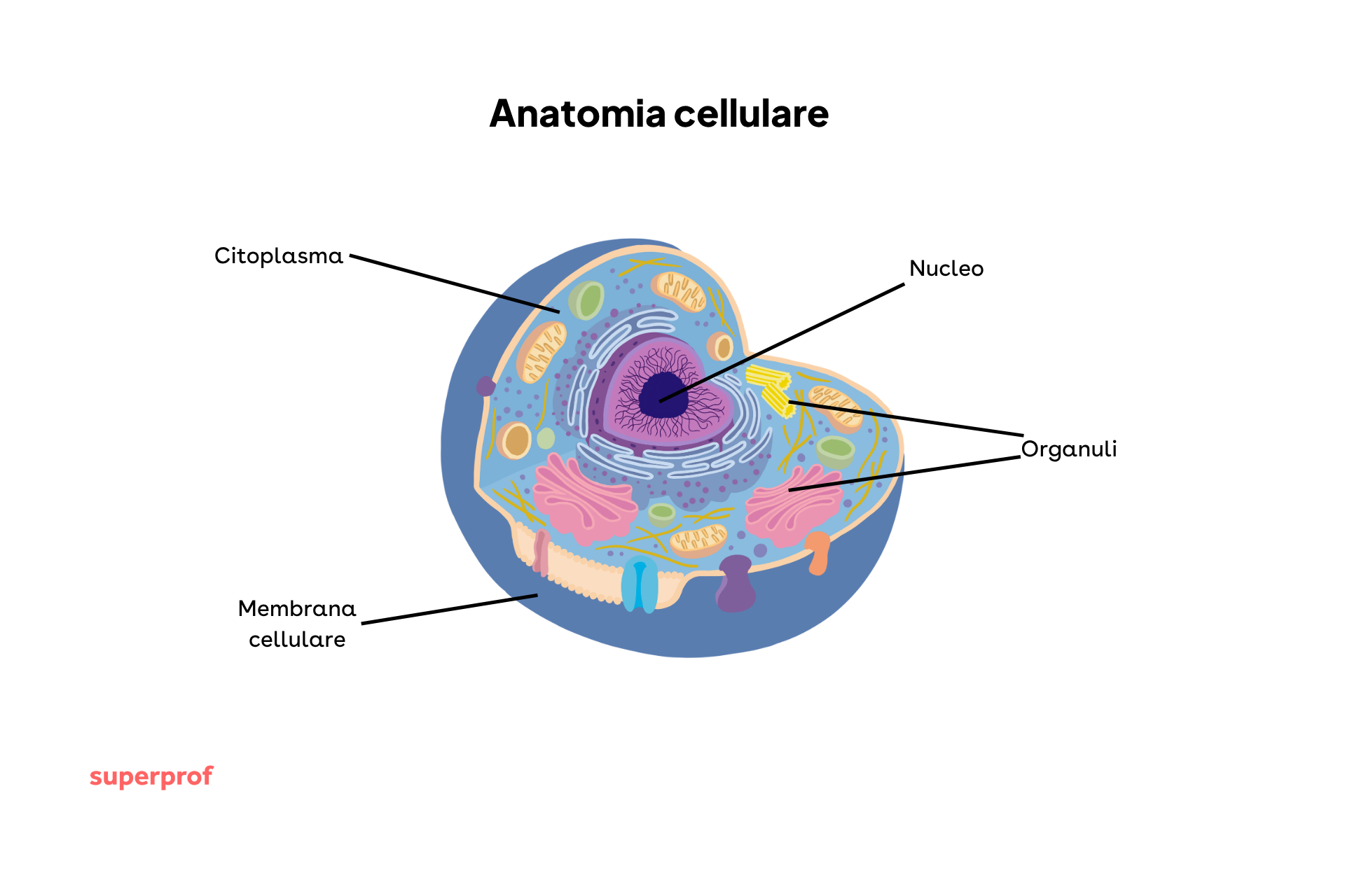 Grafica dell'anatomia cellulare: come è fatta la cellula?
