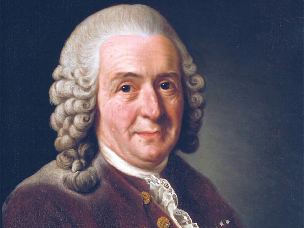 Ritratto di Carlo Linneo, naturalista svedese che ha introdotto il moderno sistema di classificazione scientifica degli organismi viventi.