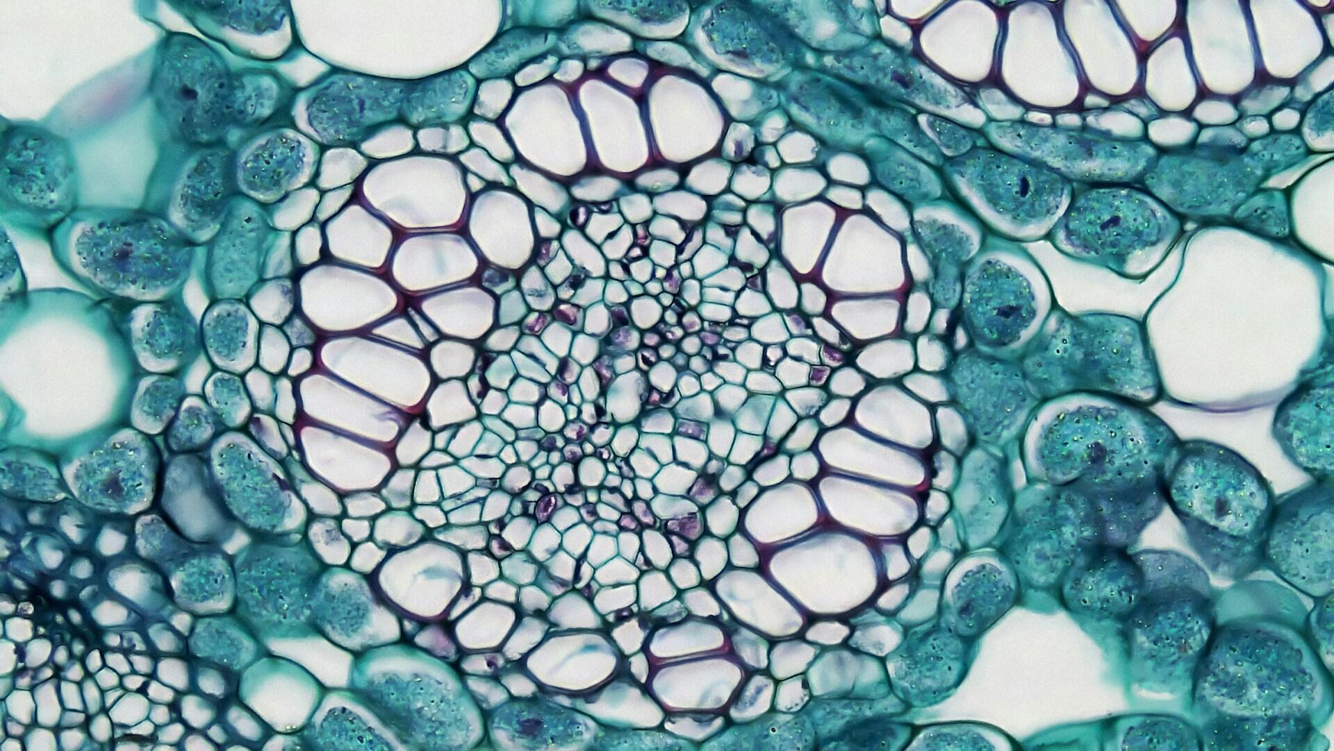 Immagine di una cellula al microscopio.