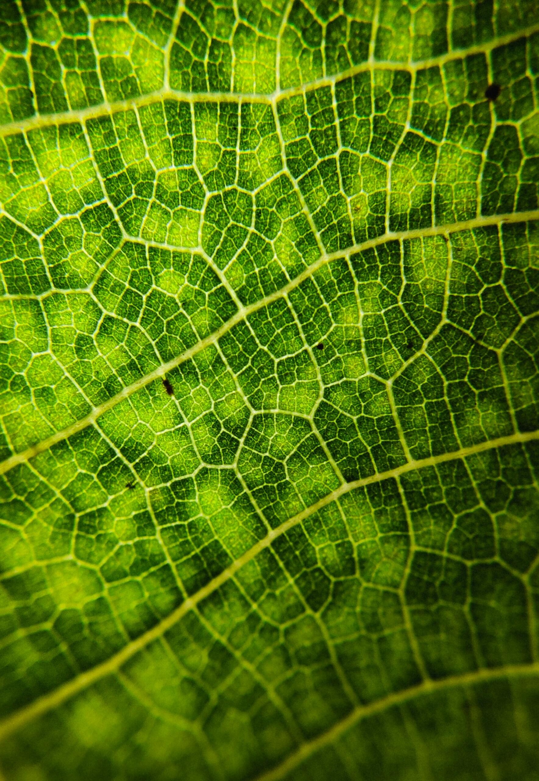 Struttura della cellula vegetale.