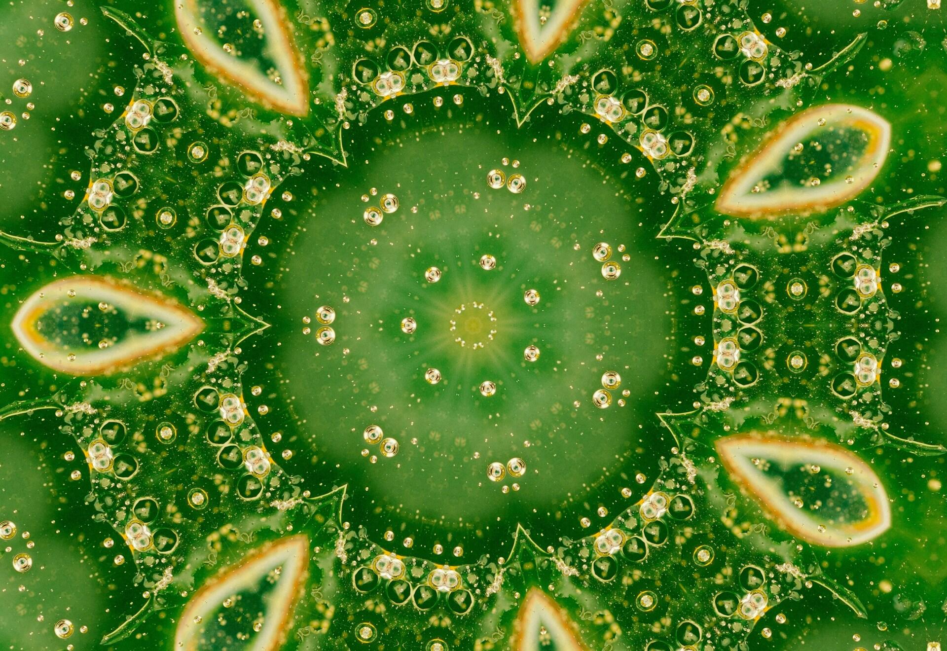 Struttura della cellula vegetale.