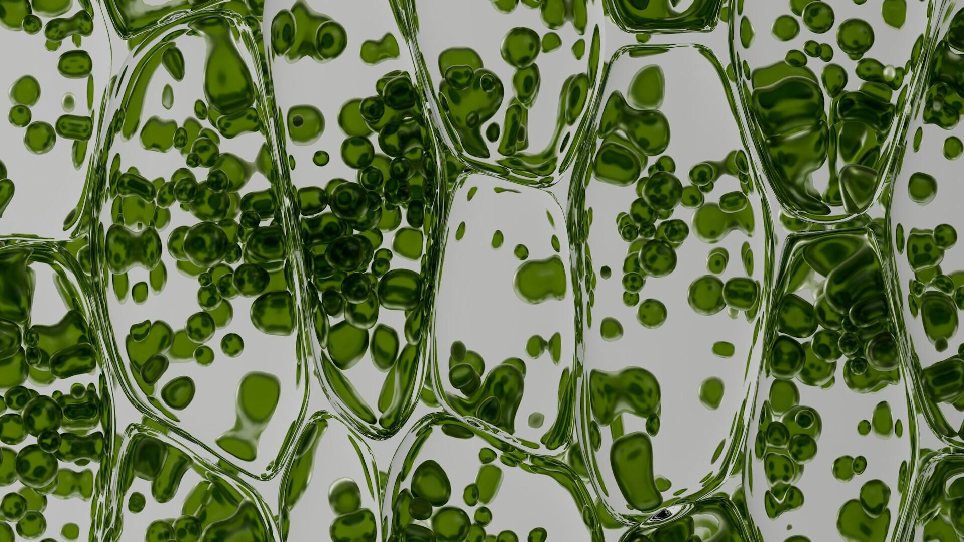 Immagine al microscopio di una cellula vegetale.