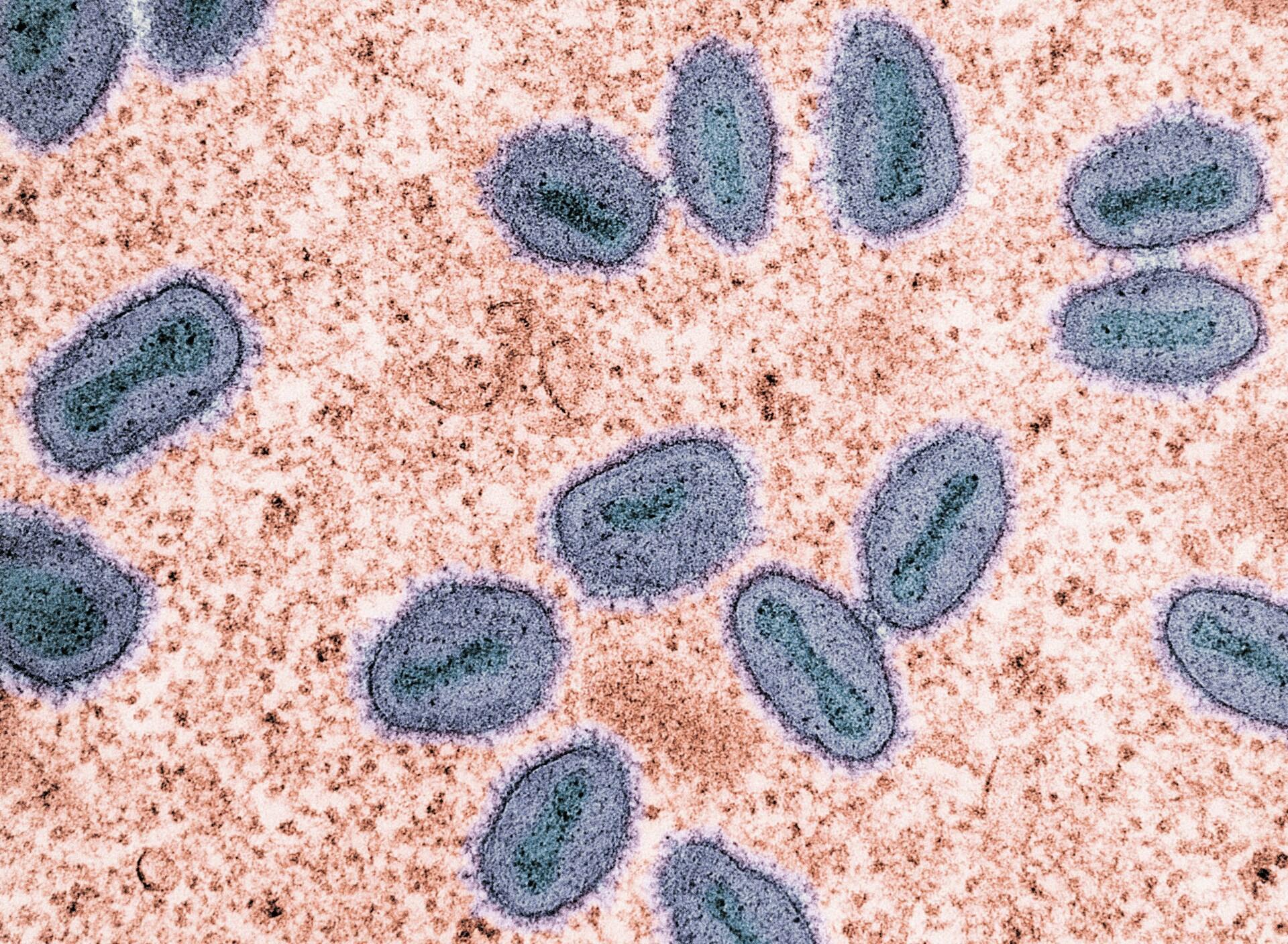 Immagine al microscopio con parti della cellula animale.